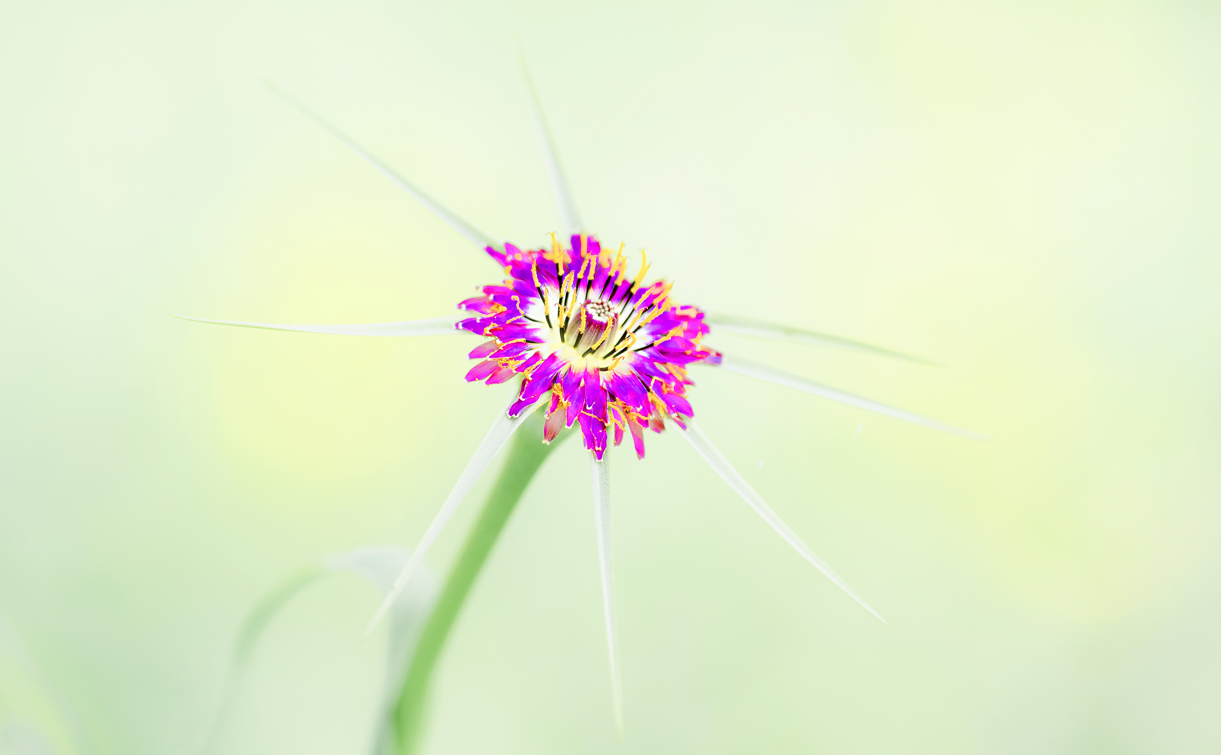 the star of the show