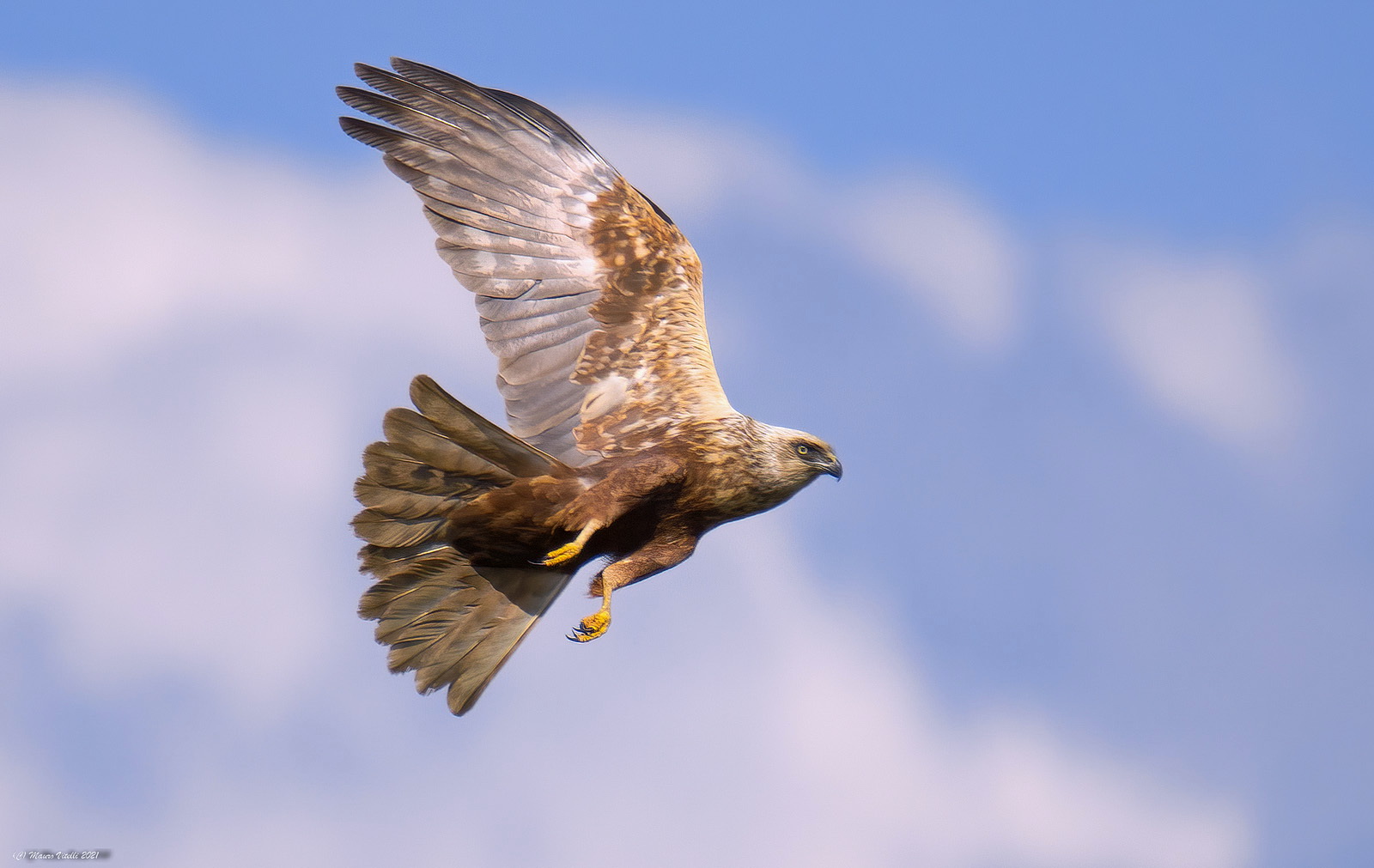 Male Marsh Falcon (Circus aeruginosus)