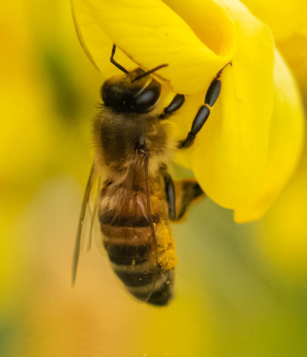 This bee is the first 2021