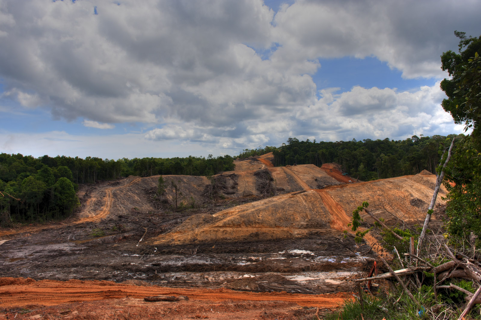 La giungla è il sanguinamento