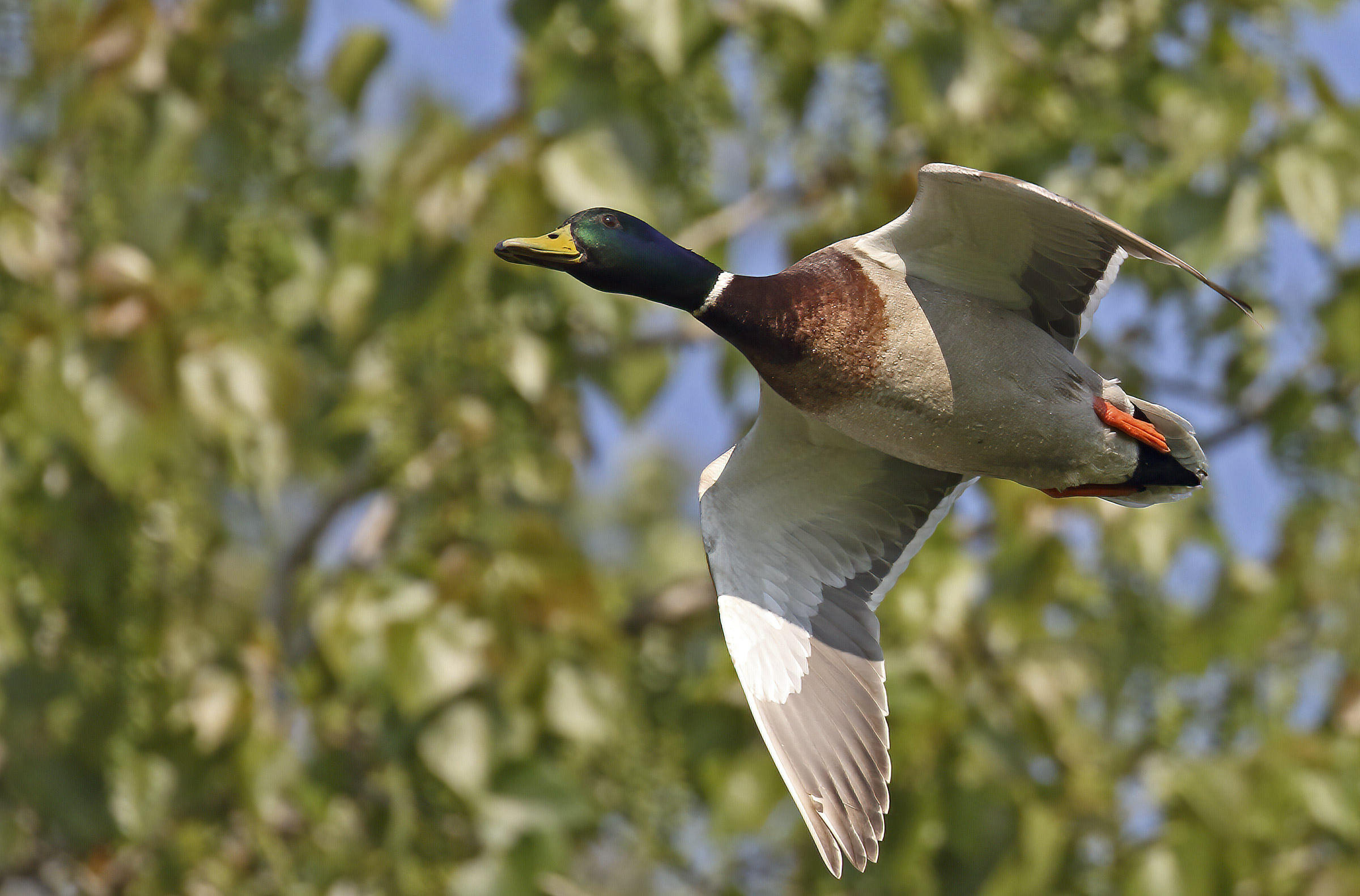 Luckily he didn't run away!