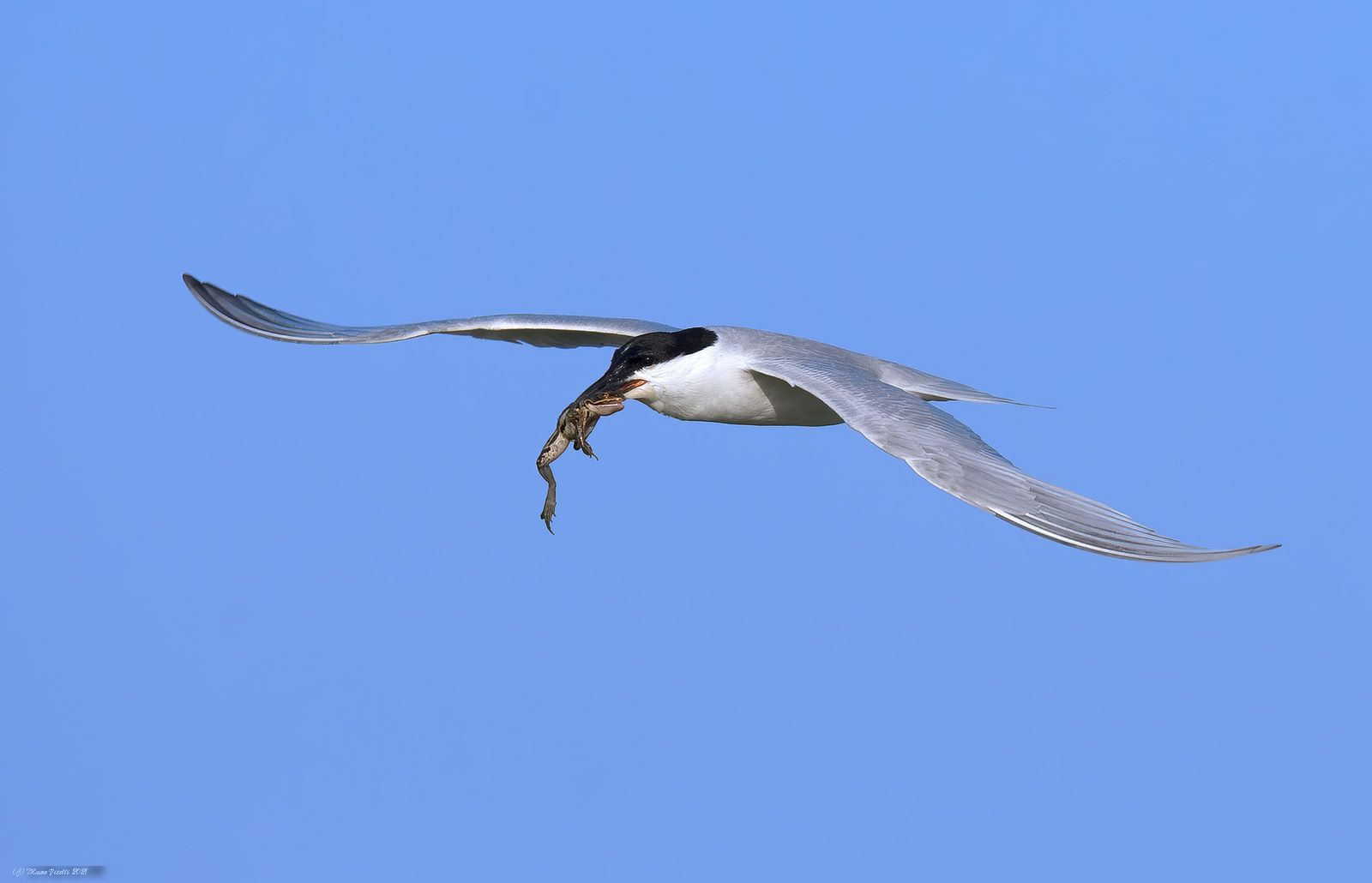 Black-legged Tern (Nilotic Gelochedilon)