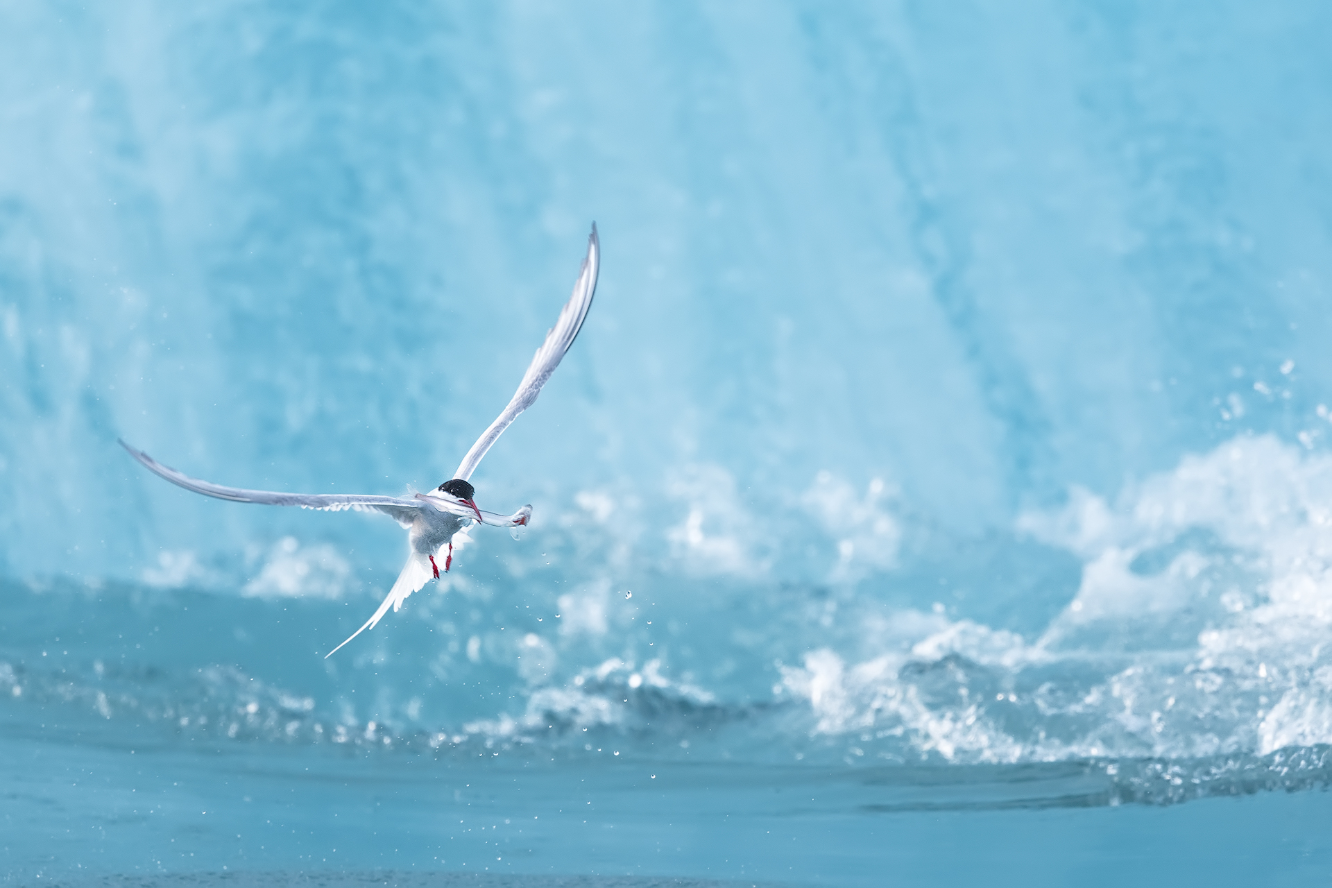 Arctic Tern