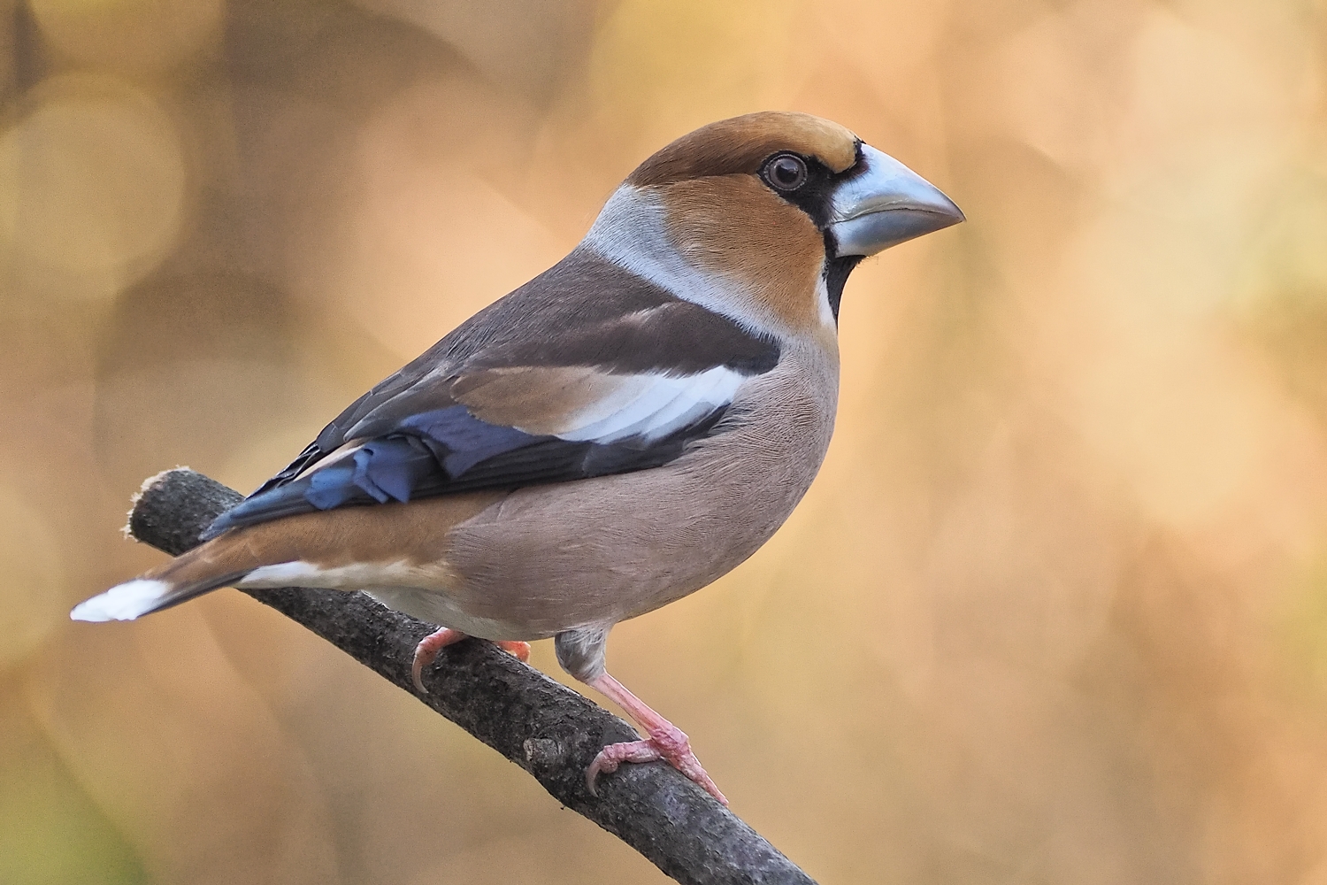 hawfinch (coccothraustes coccothraustes)