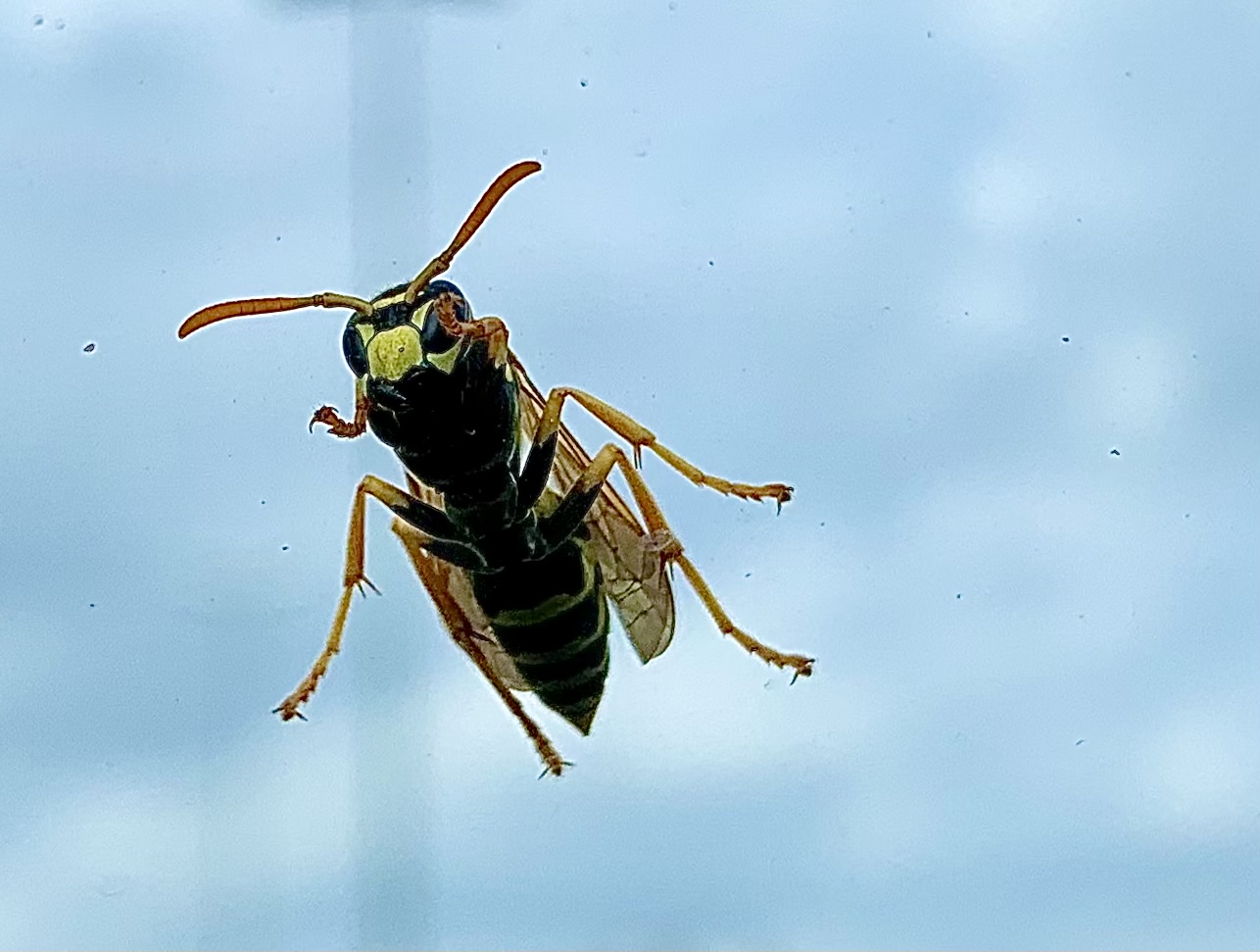 Dal parabrezza dell'auto ci scrutiamo a vicenda