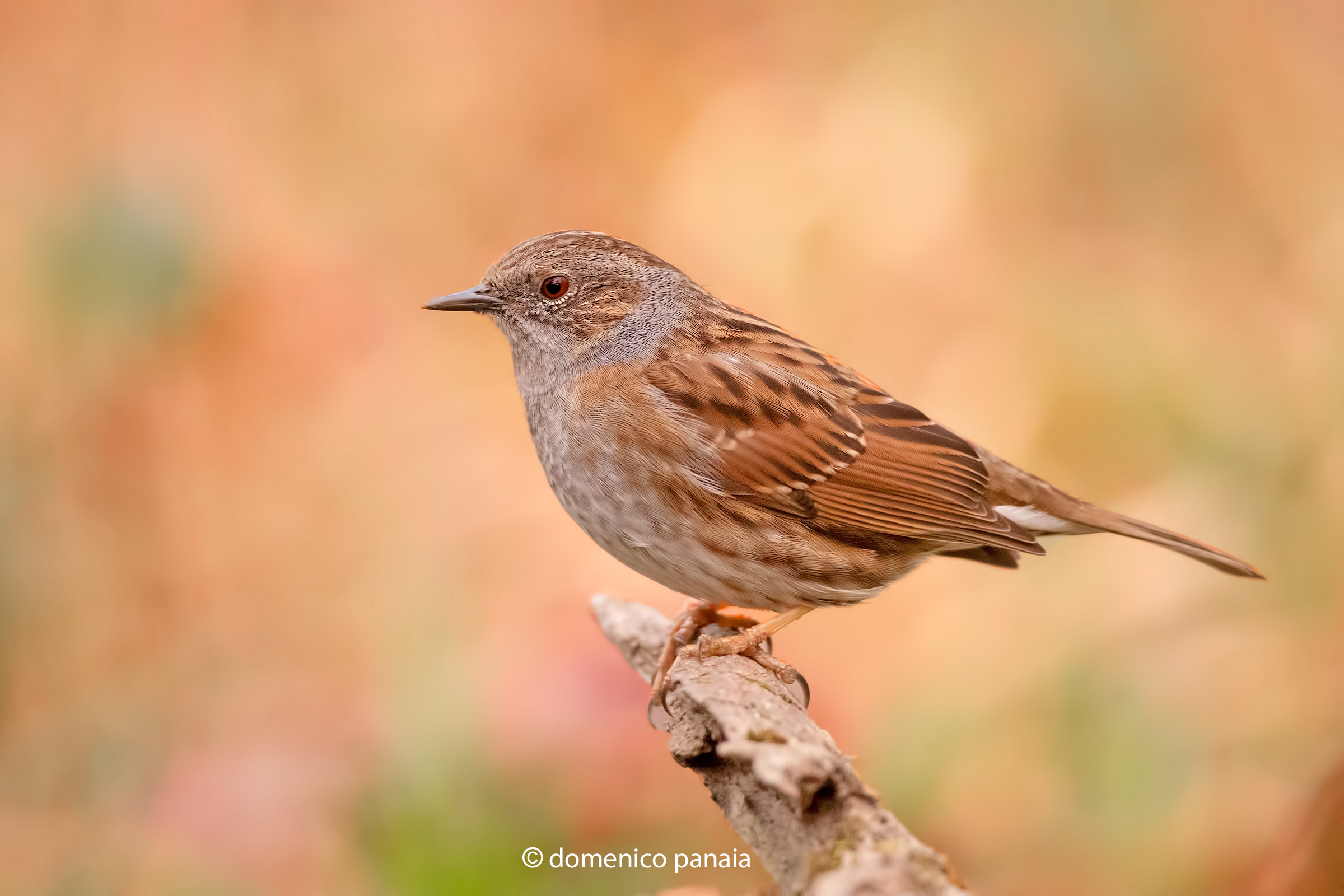 passera scopaiola