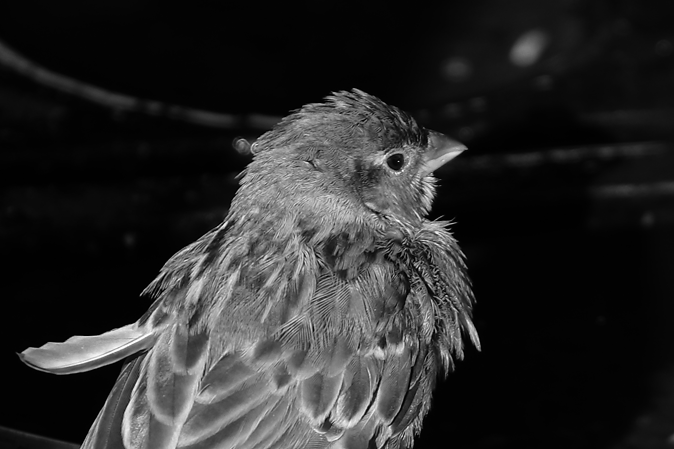 Passero