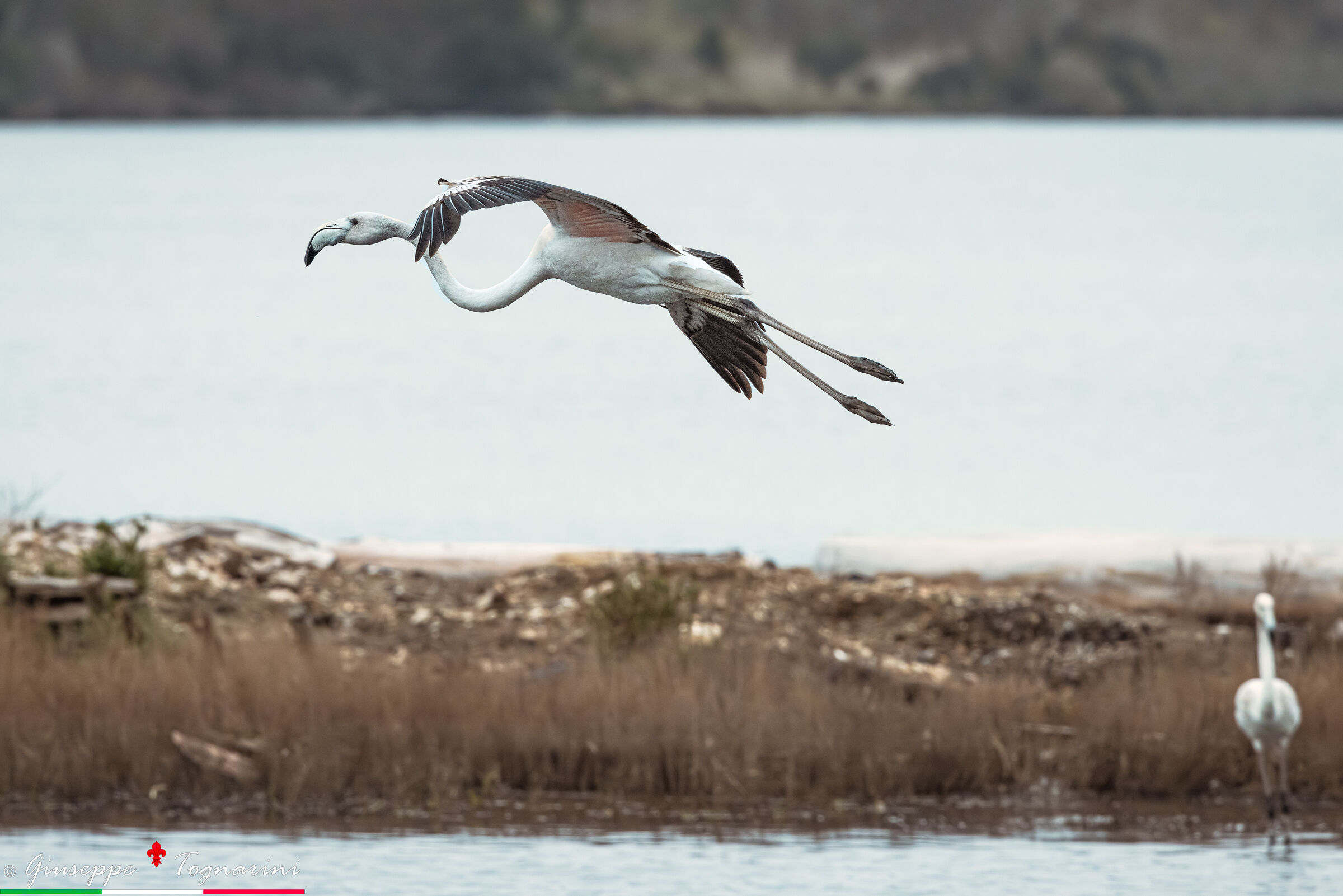 Chi vola e chi aspetta