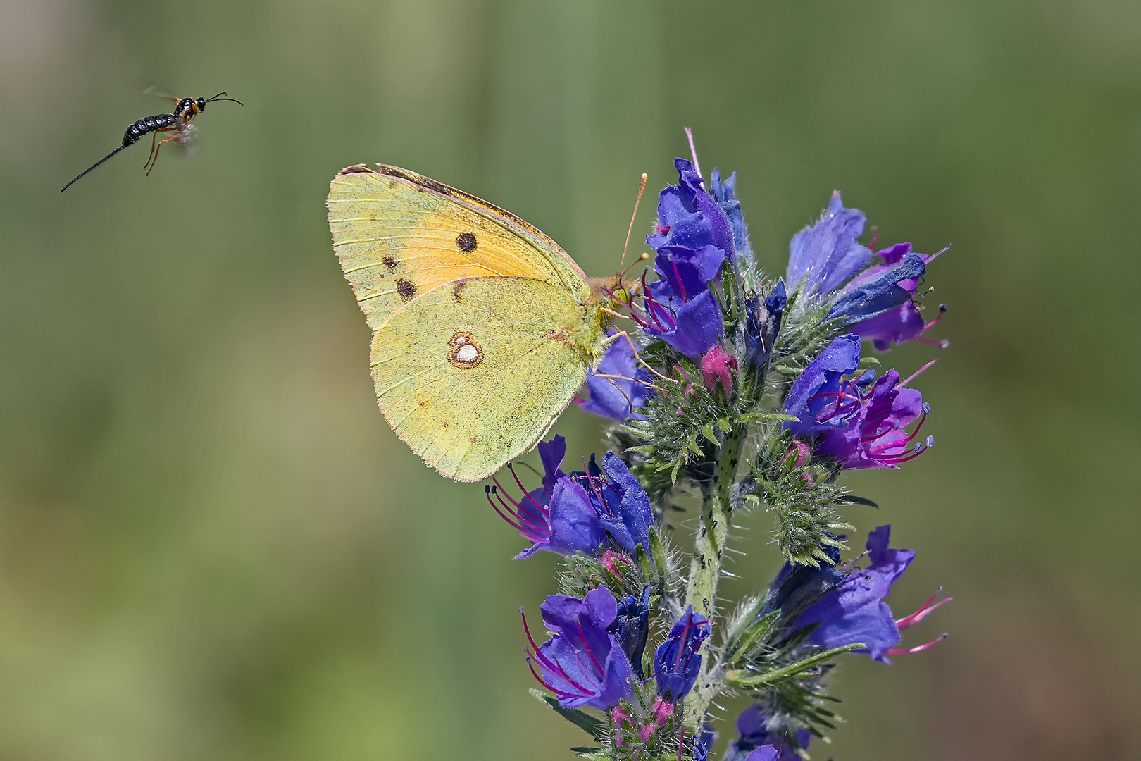 Colias su Echium vulgare