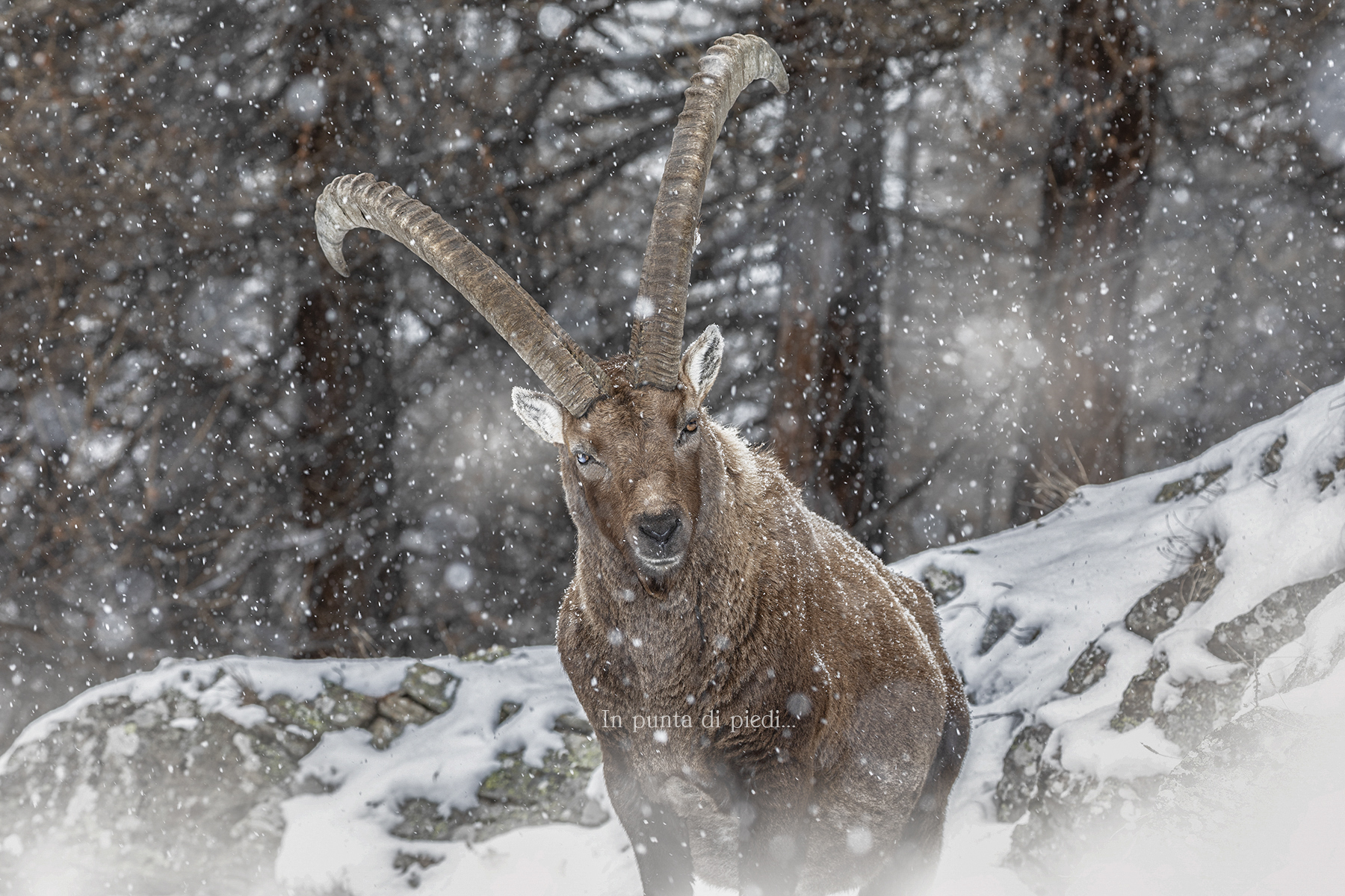 Il Monarca del Gran Paradiso...
