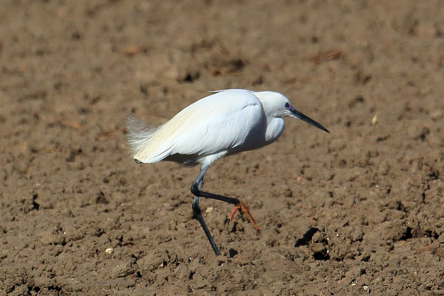 mi muovo gatton gattoni