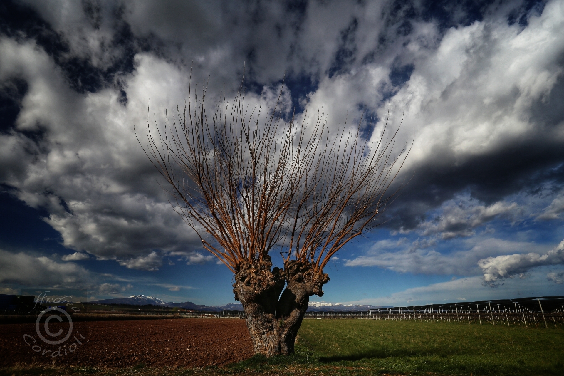 albero di cotone
