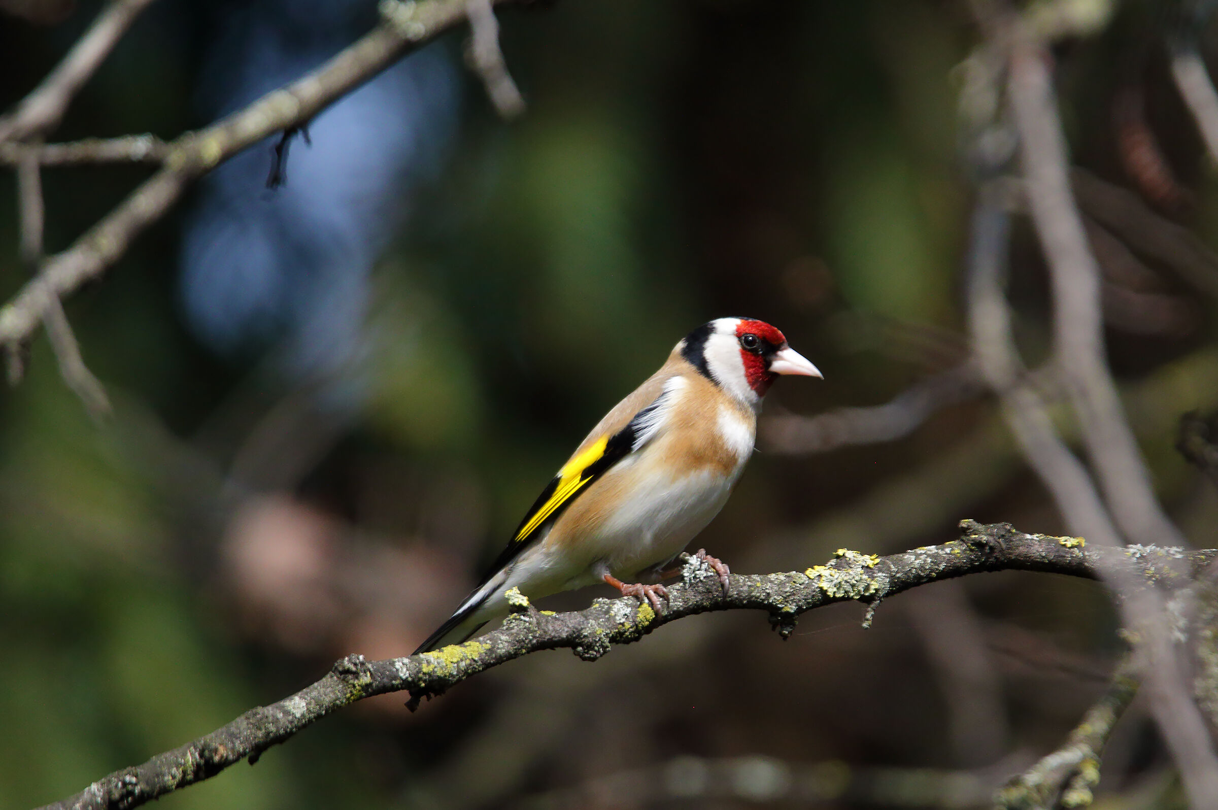 male goldfinch
