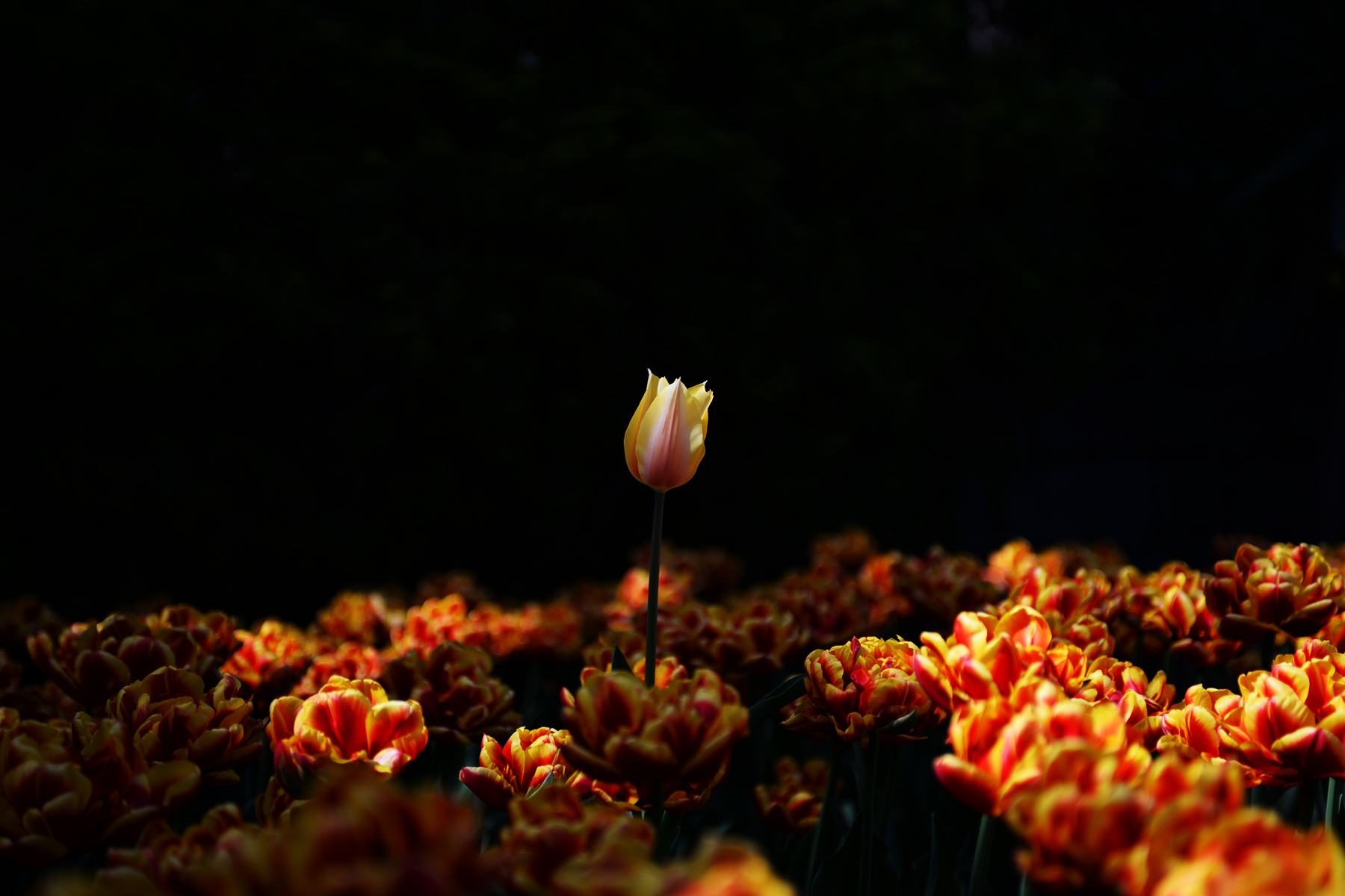 Untitled Photo