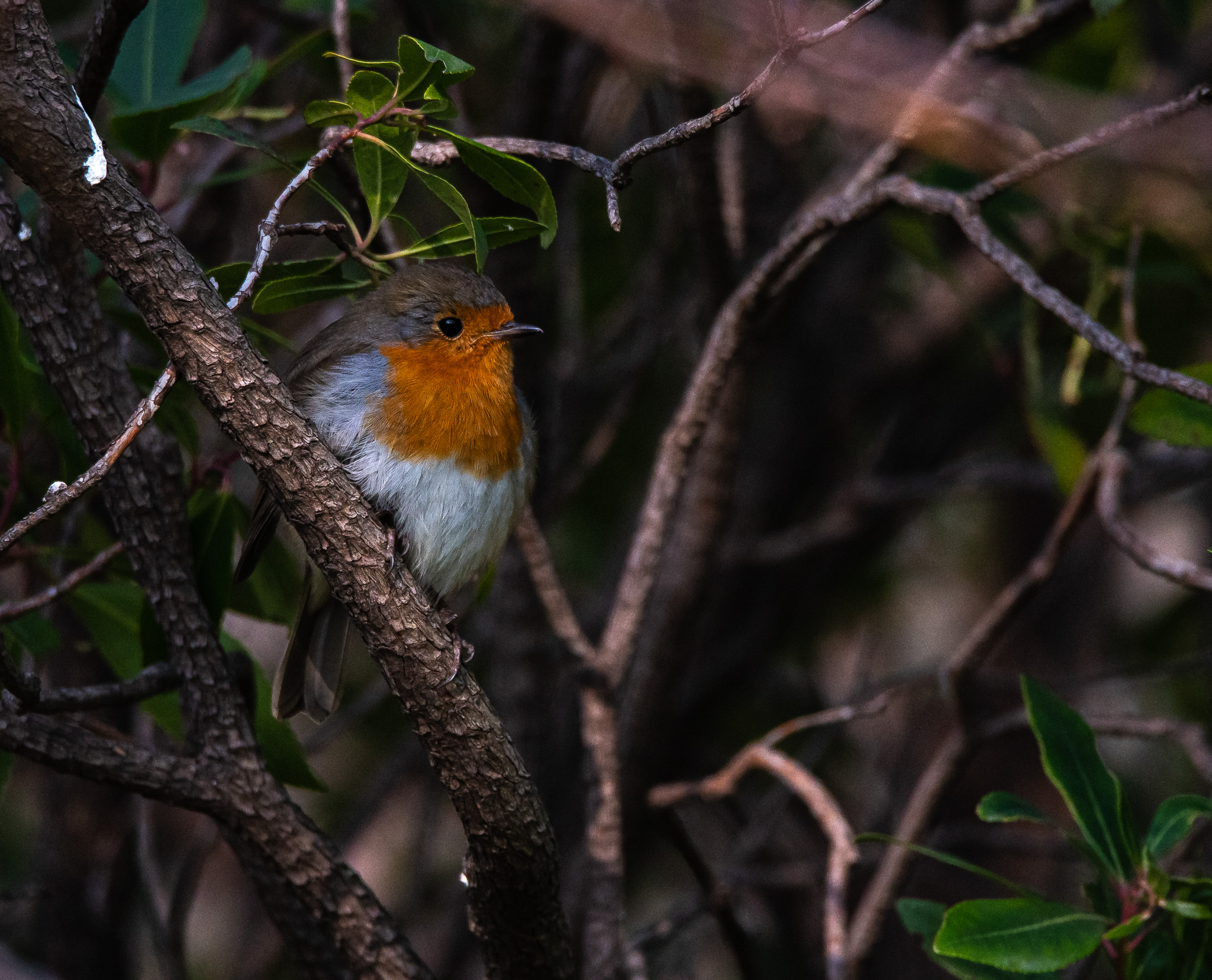 Robin