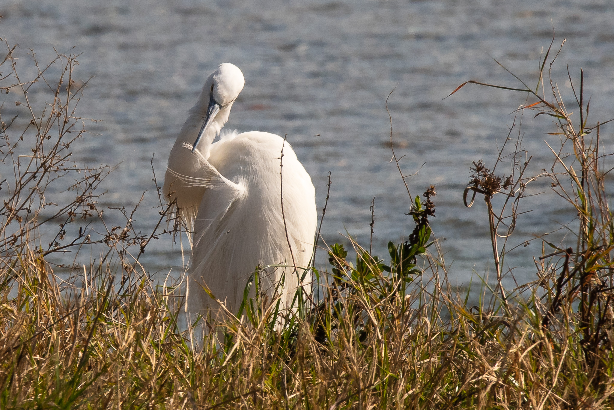 Egret