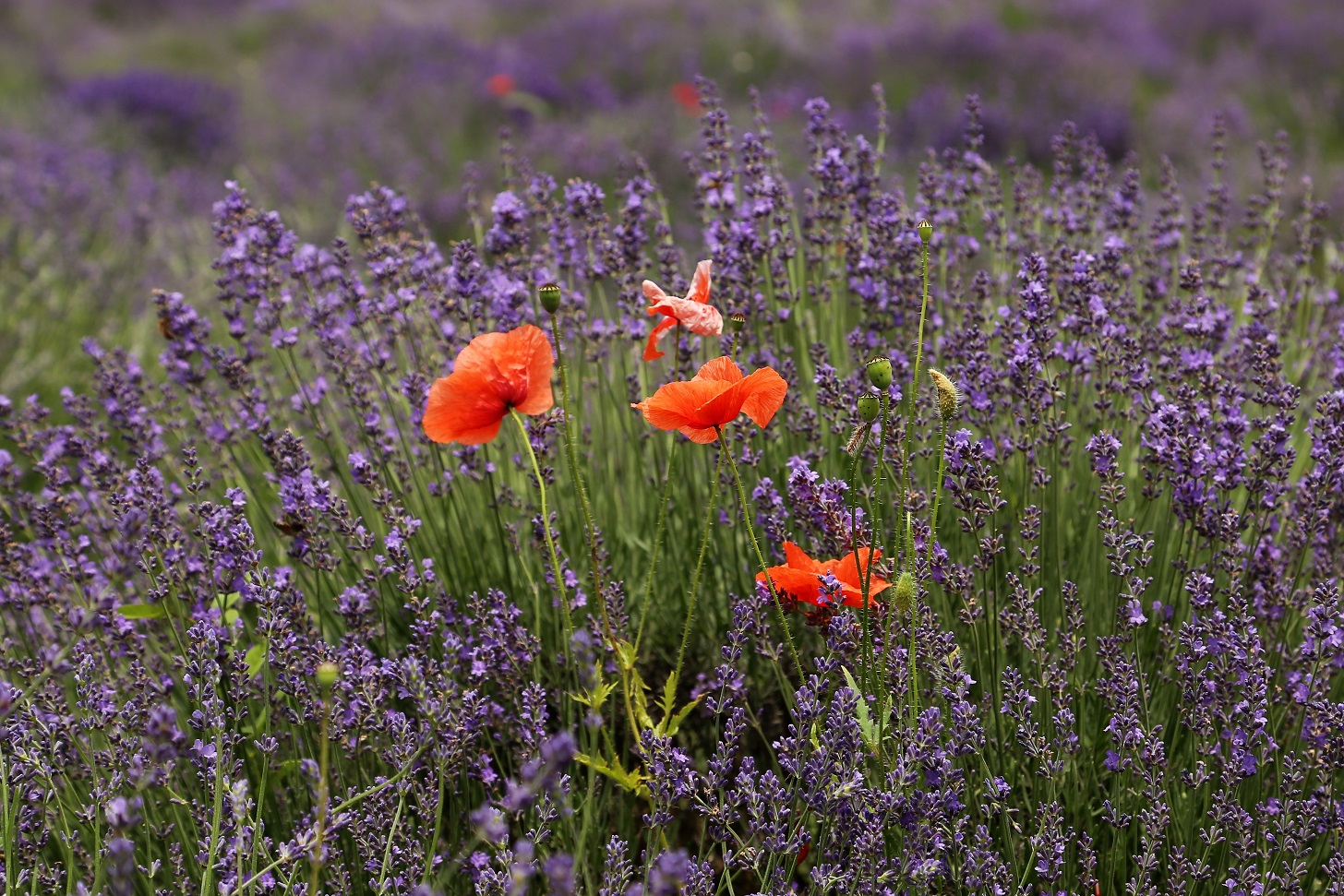 Papaveri e lavanda