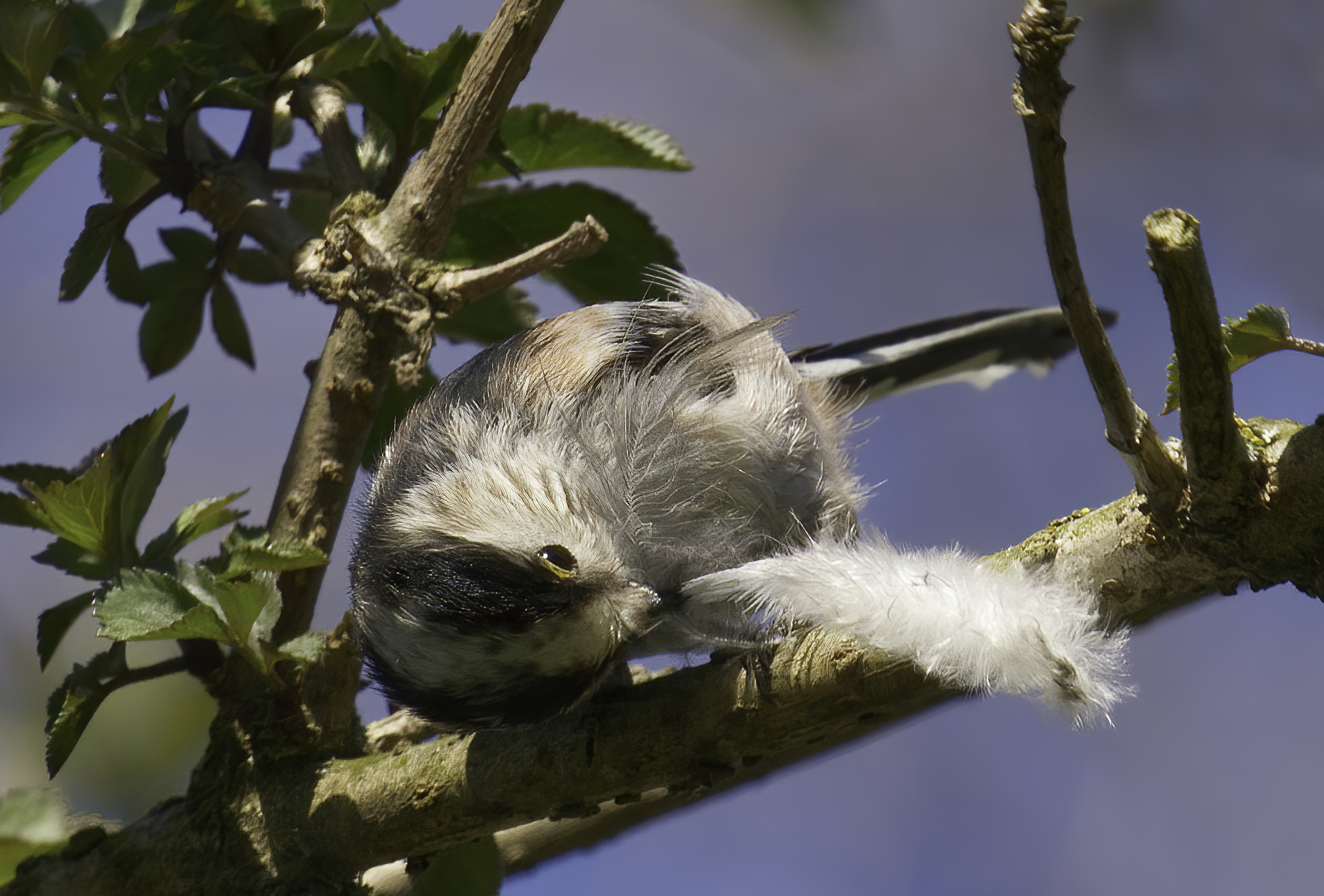 The great work of the codibugnolo
