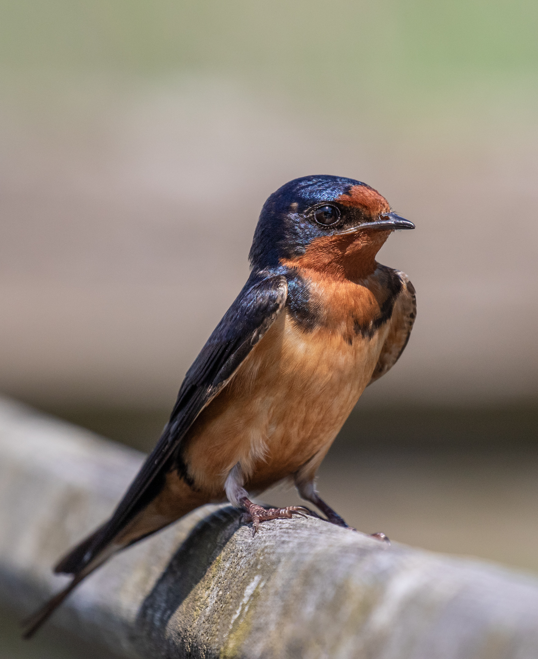 Barn Swallow