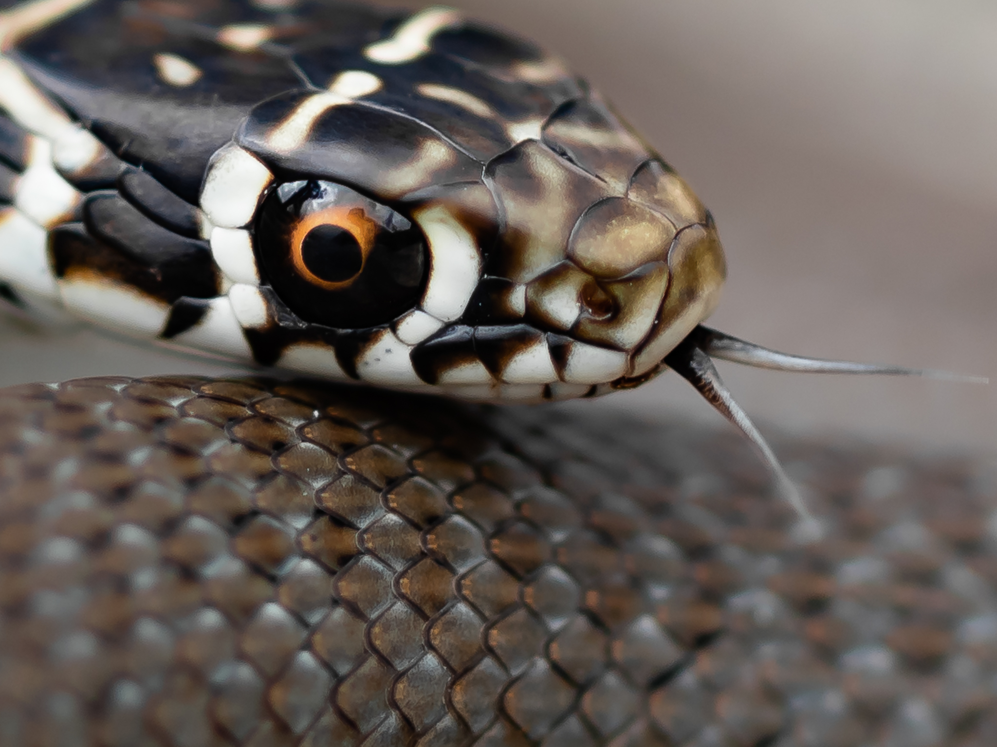 Hierophis viridiflavus