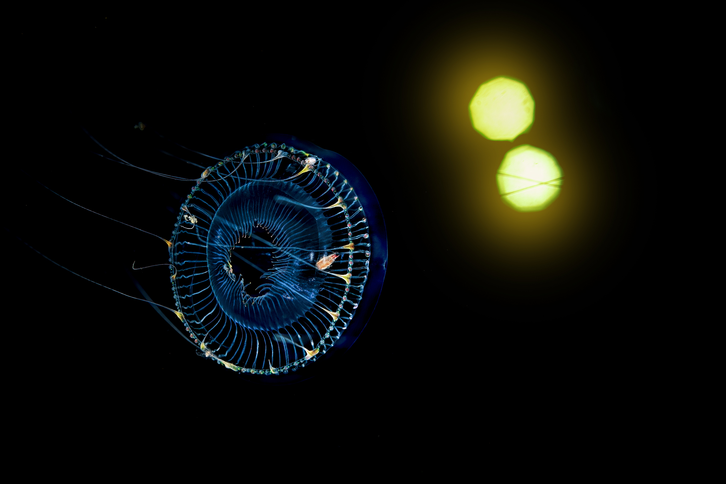 jellyfish & amphipods  black water