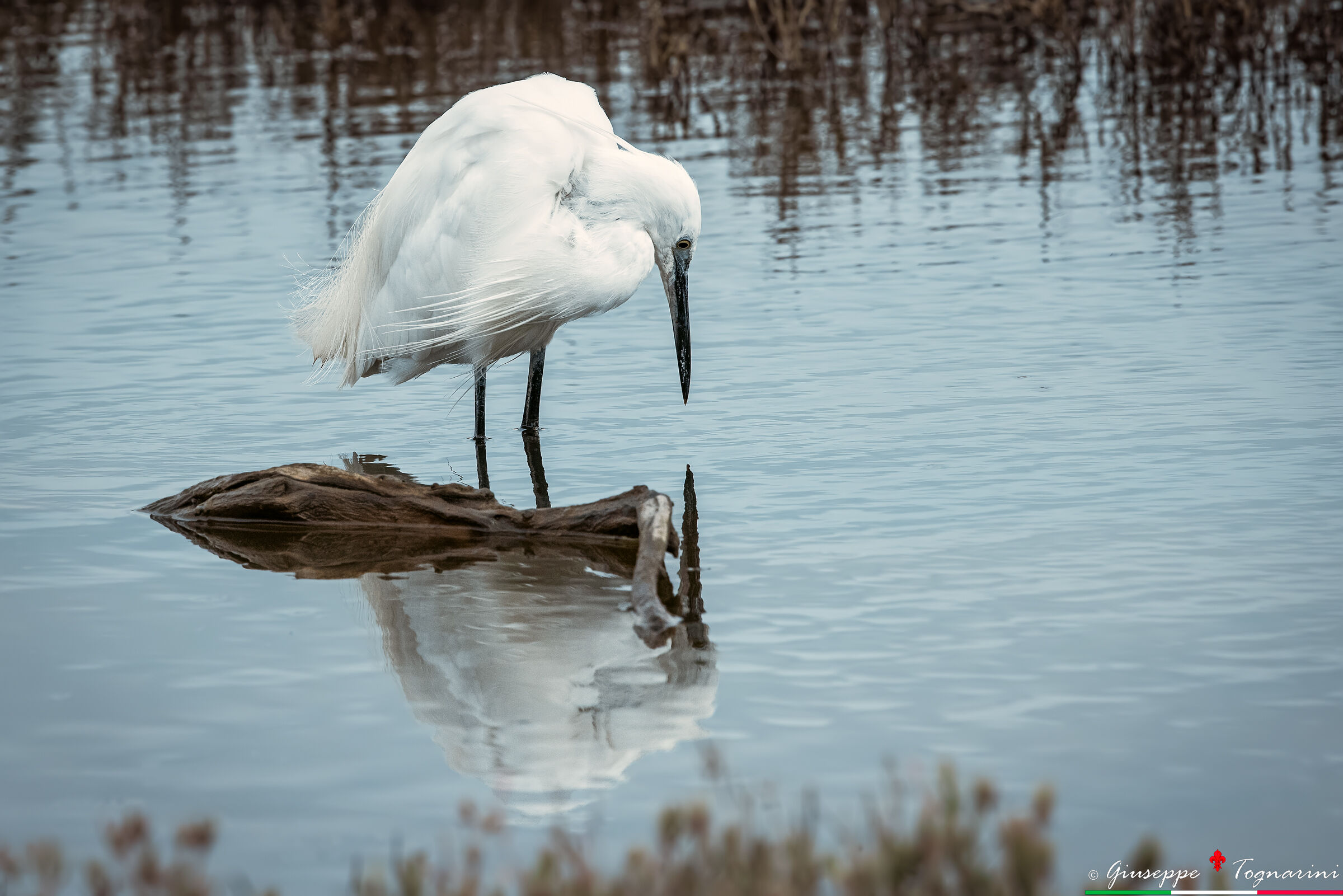 Egretta garzetta n.2