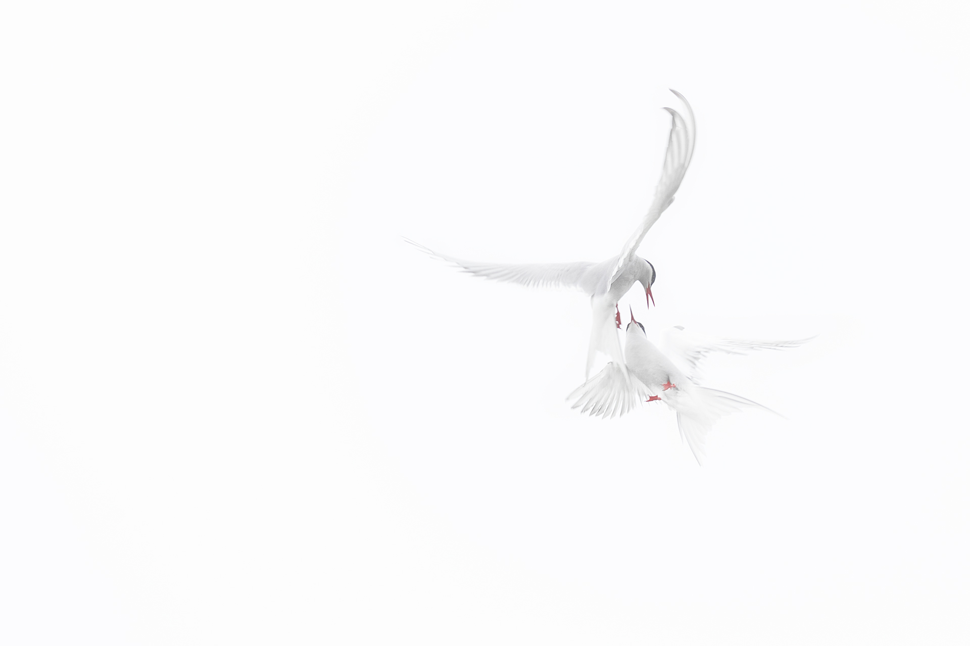 Actic Terns