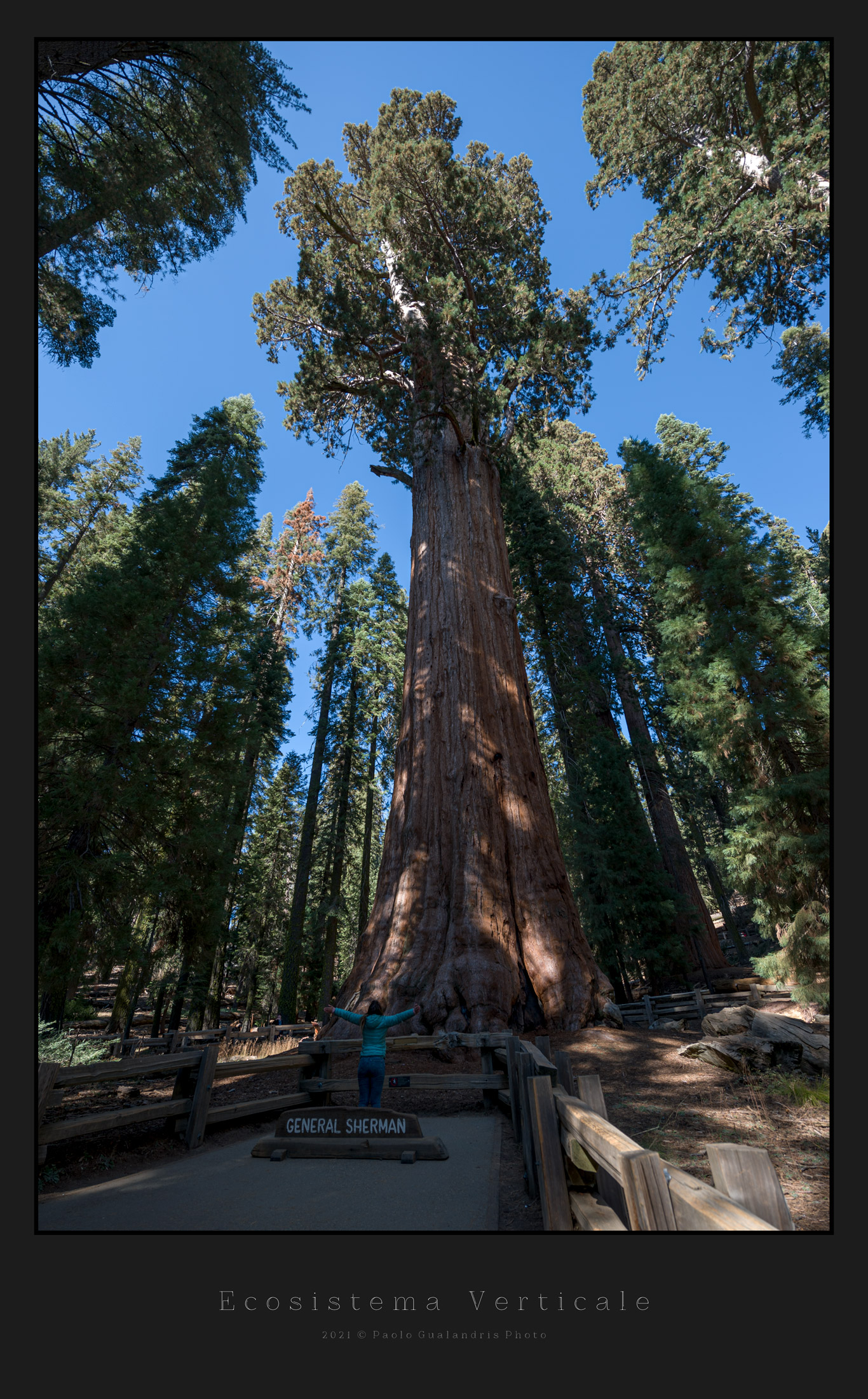 Ecosistema Verticale