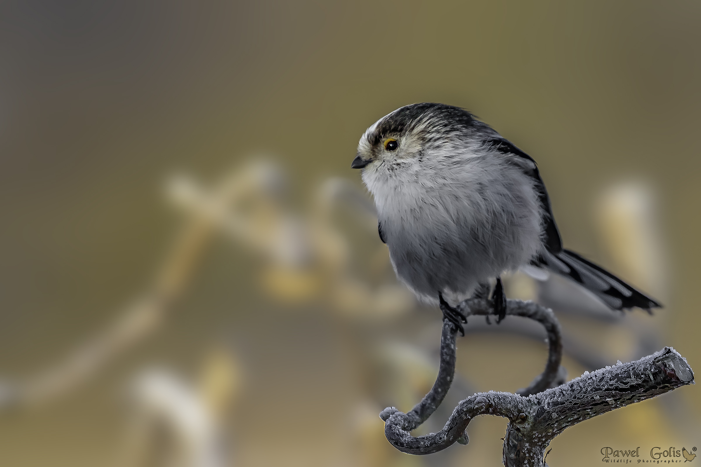 Bushtit dalla coda lunga (Aegithalos caudatus)