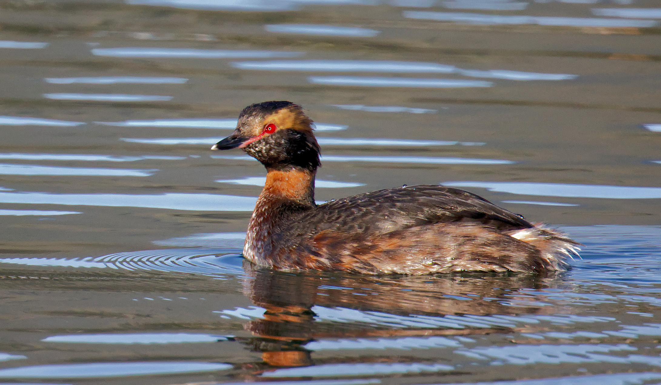 Horned Grebe