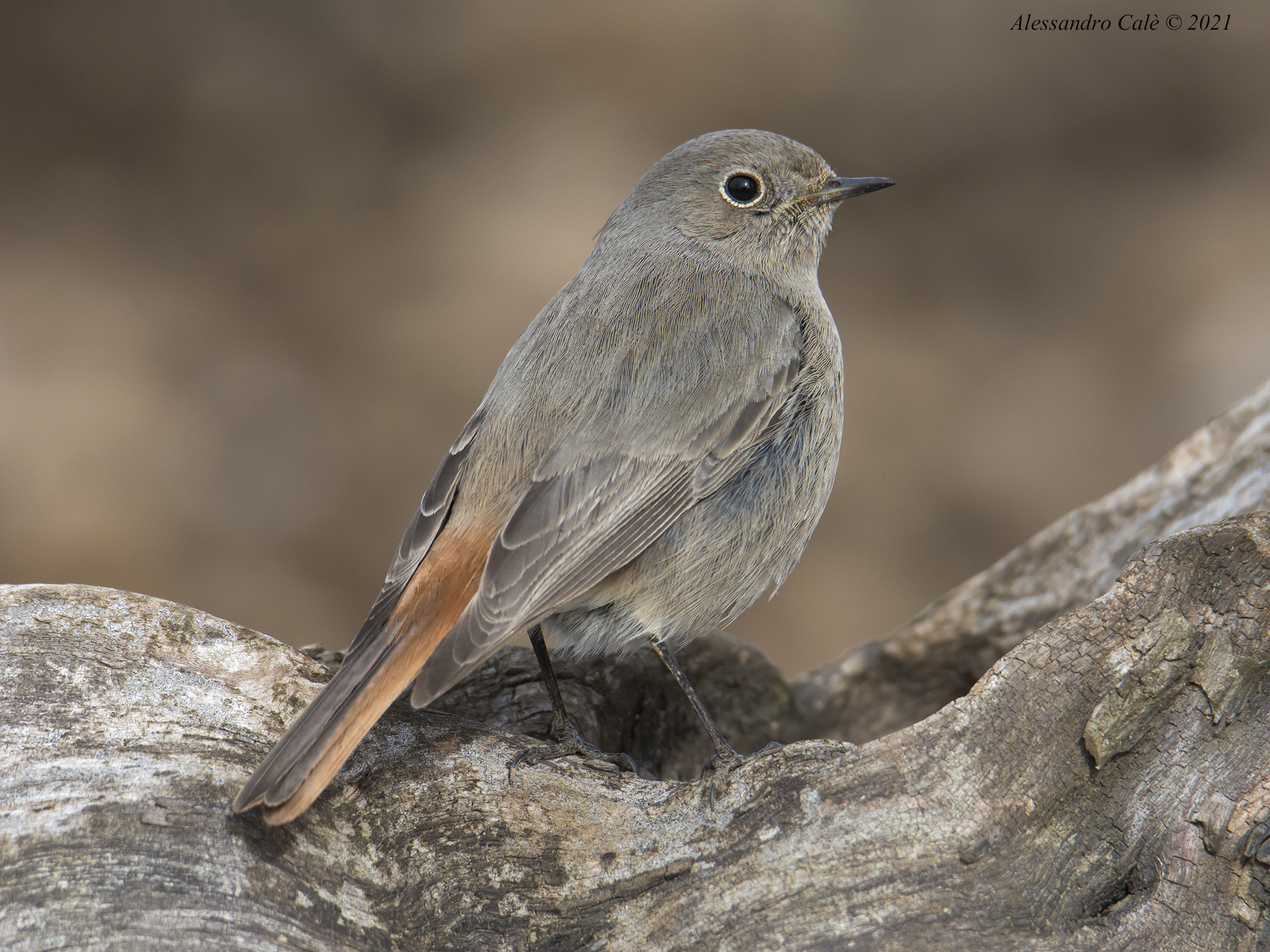 Phoenicurus ochruros (Codirisso spazzacamino) 8148