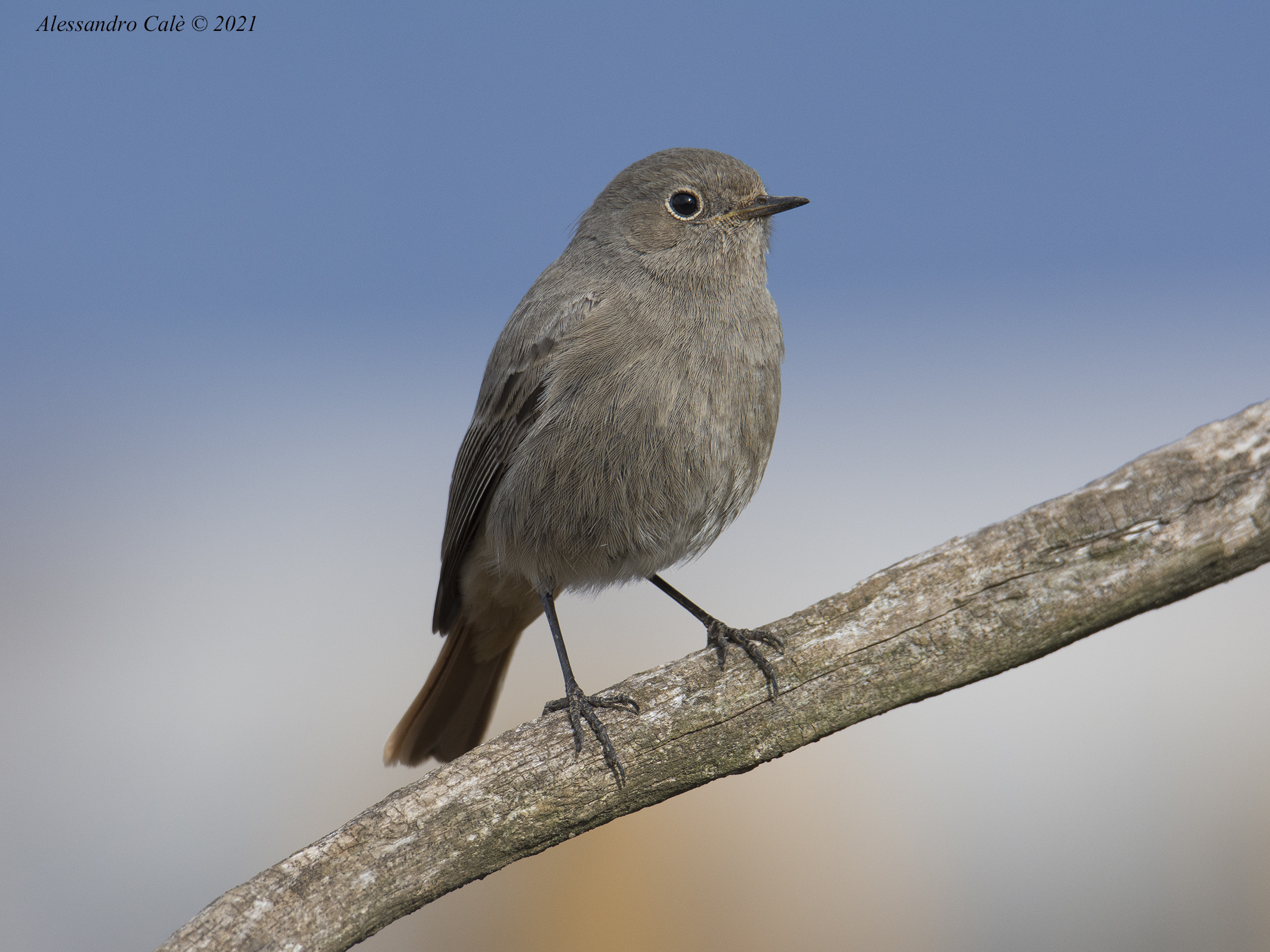 Phoenicurus ochruros (Codirisso spazzacamino) 8136