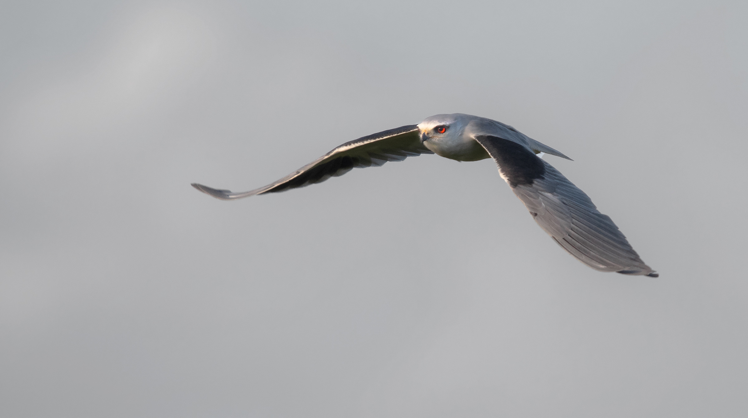 aquilone dalle spalle nere