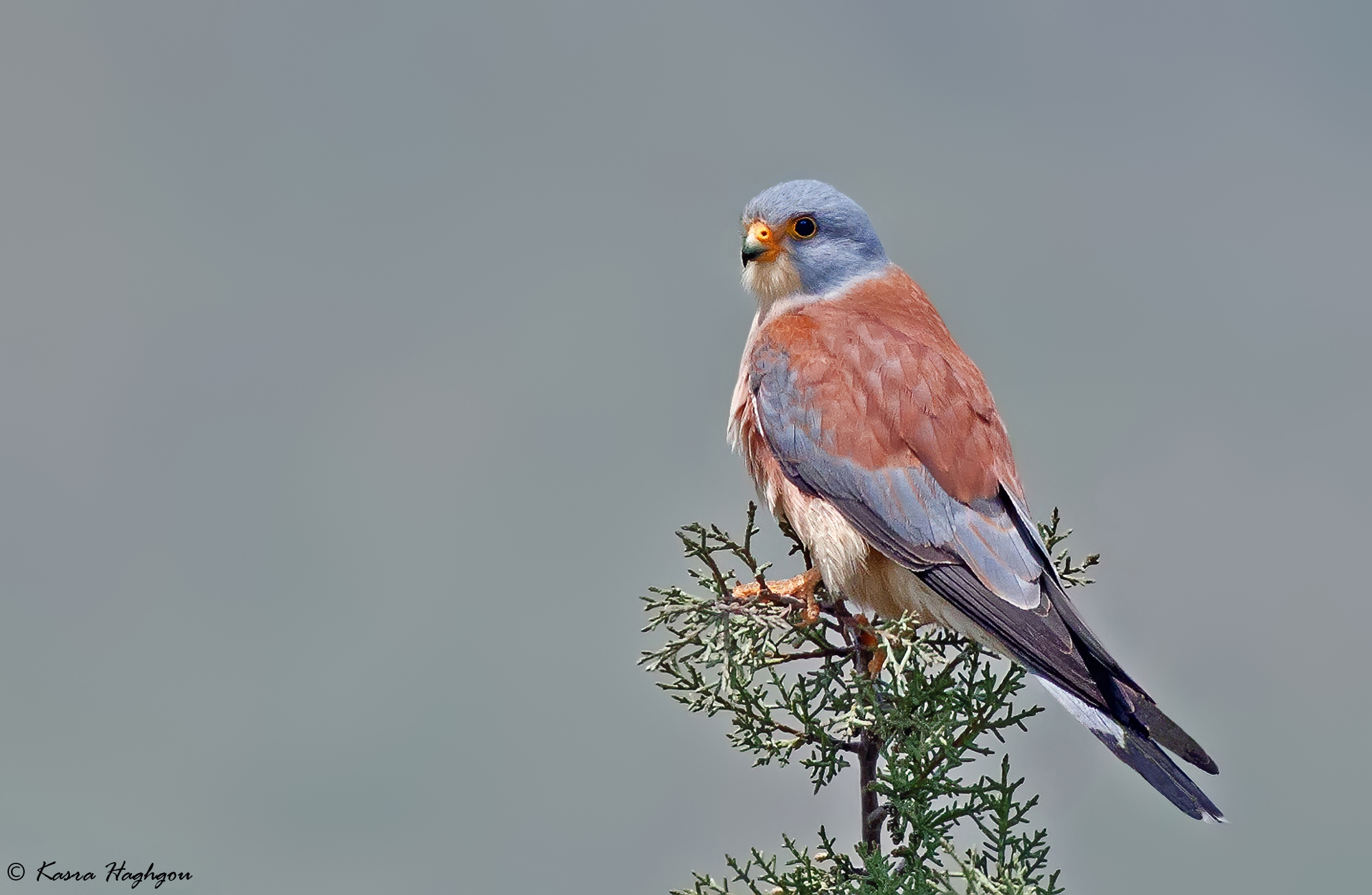 Kestrel