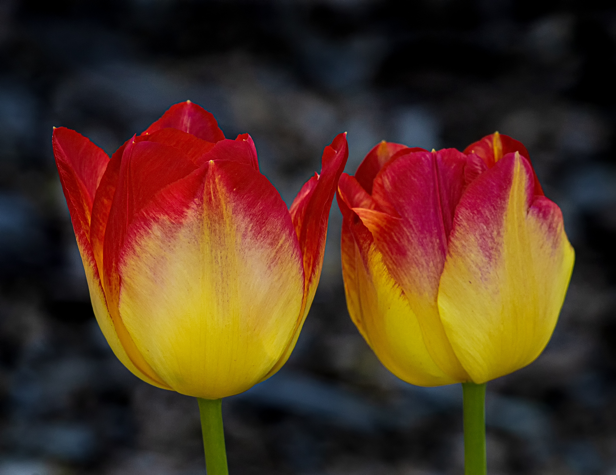 Tulips in the afternoon.