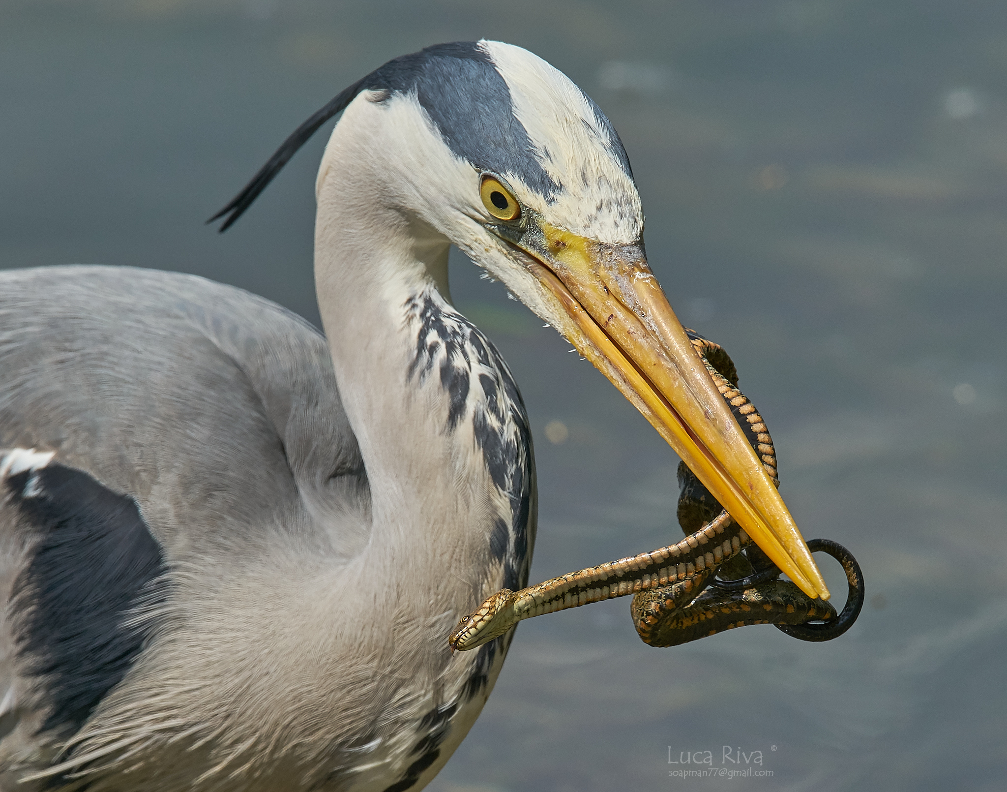 Airone Cenerino e Natrice