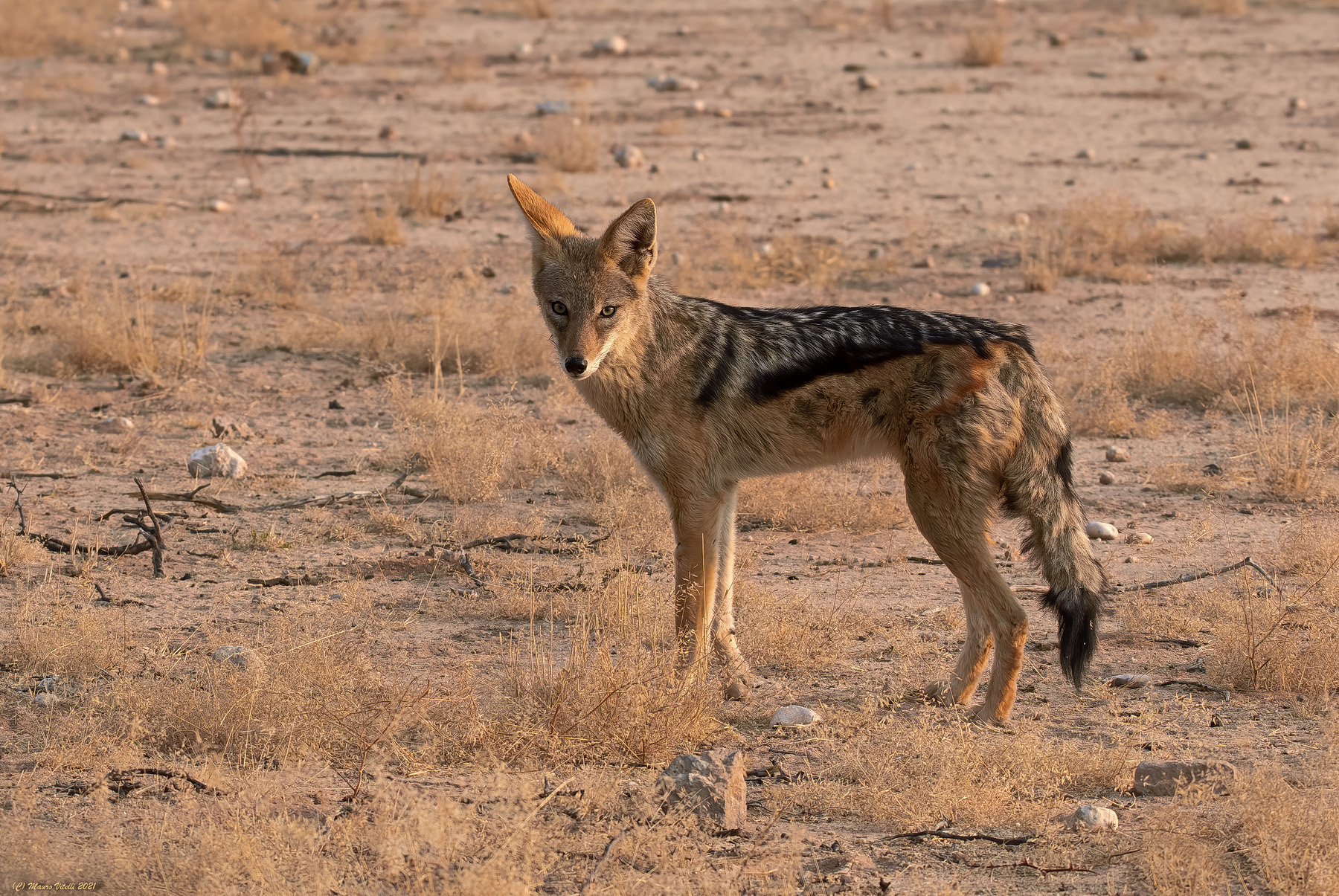 Jackal (Kalahari Desert)