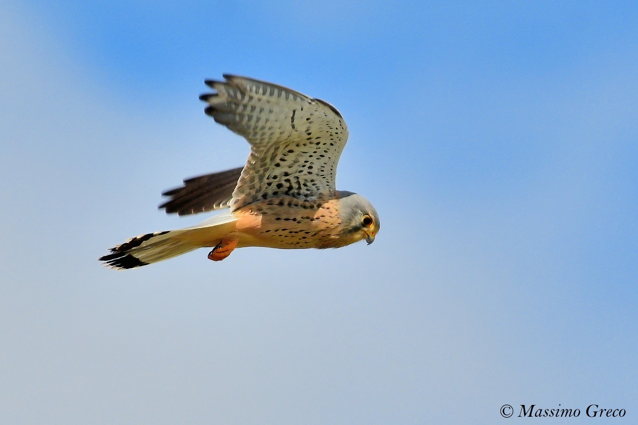 Cheetah in "Holy Spirit"