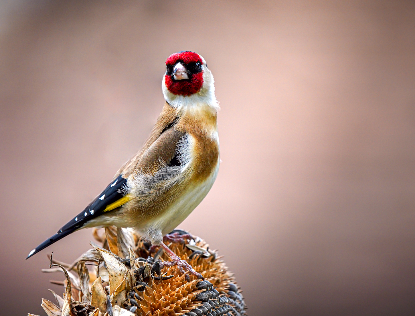 Goldfinch
