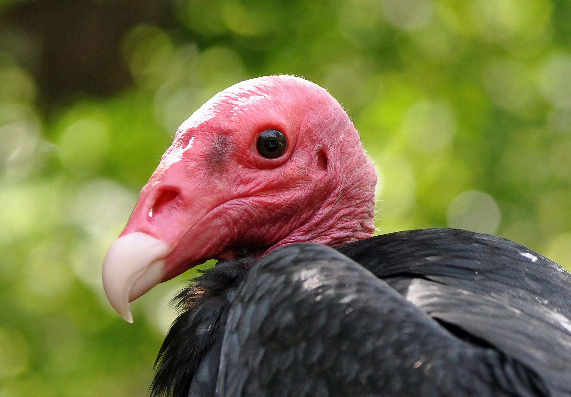 Red-necked Vulture