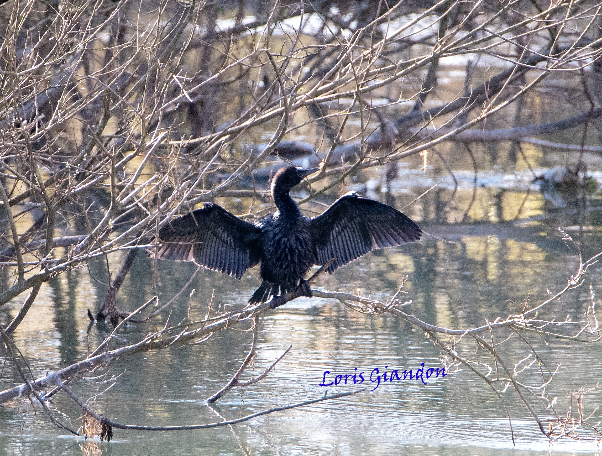 cormorano