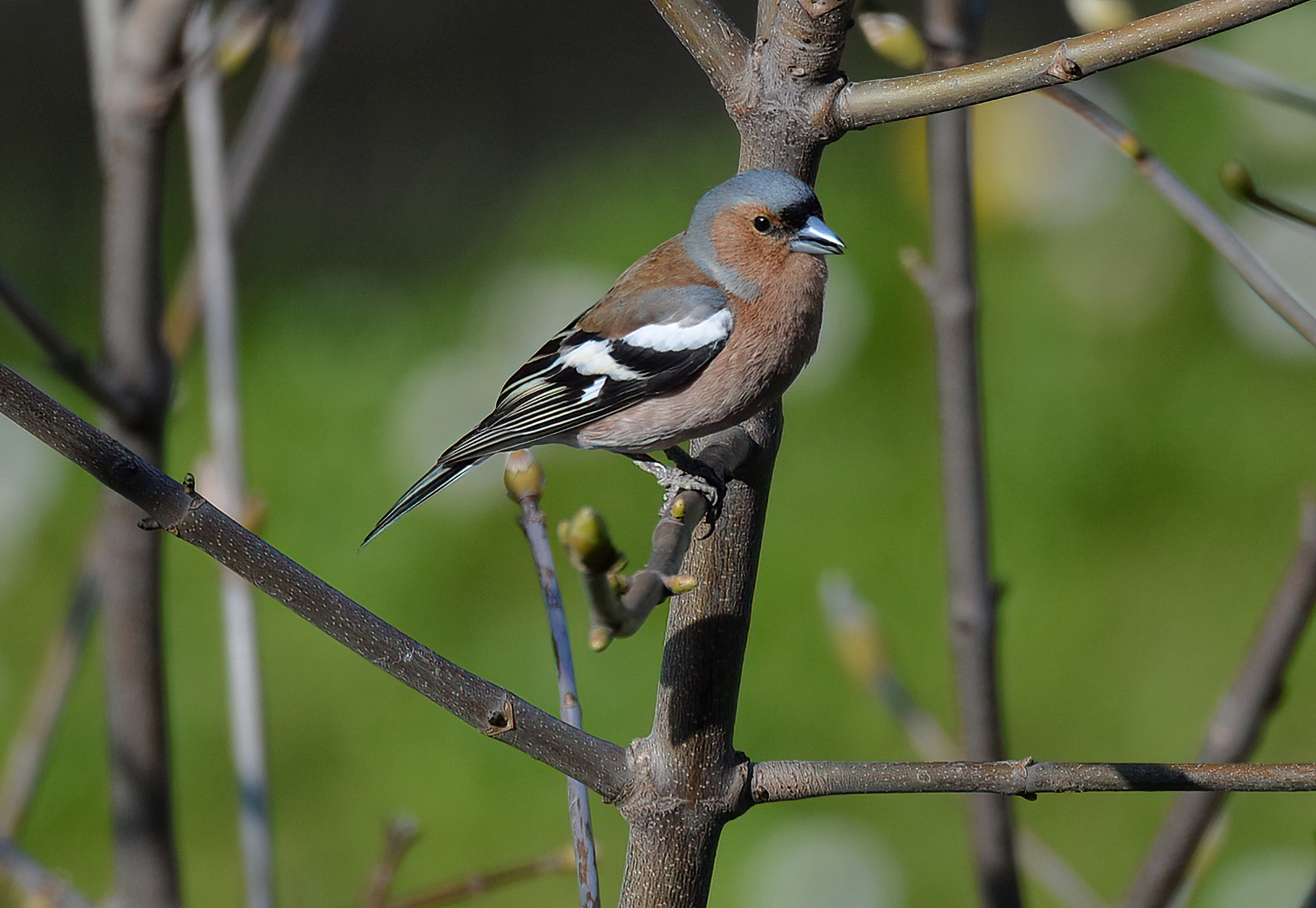 Chaffinch