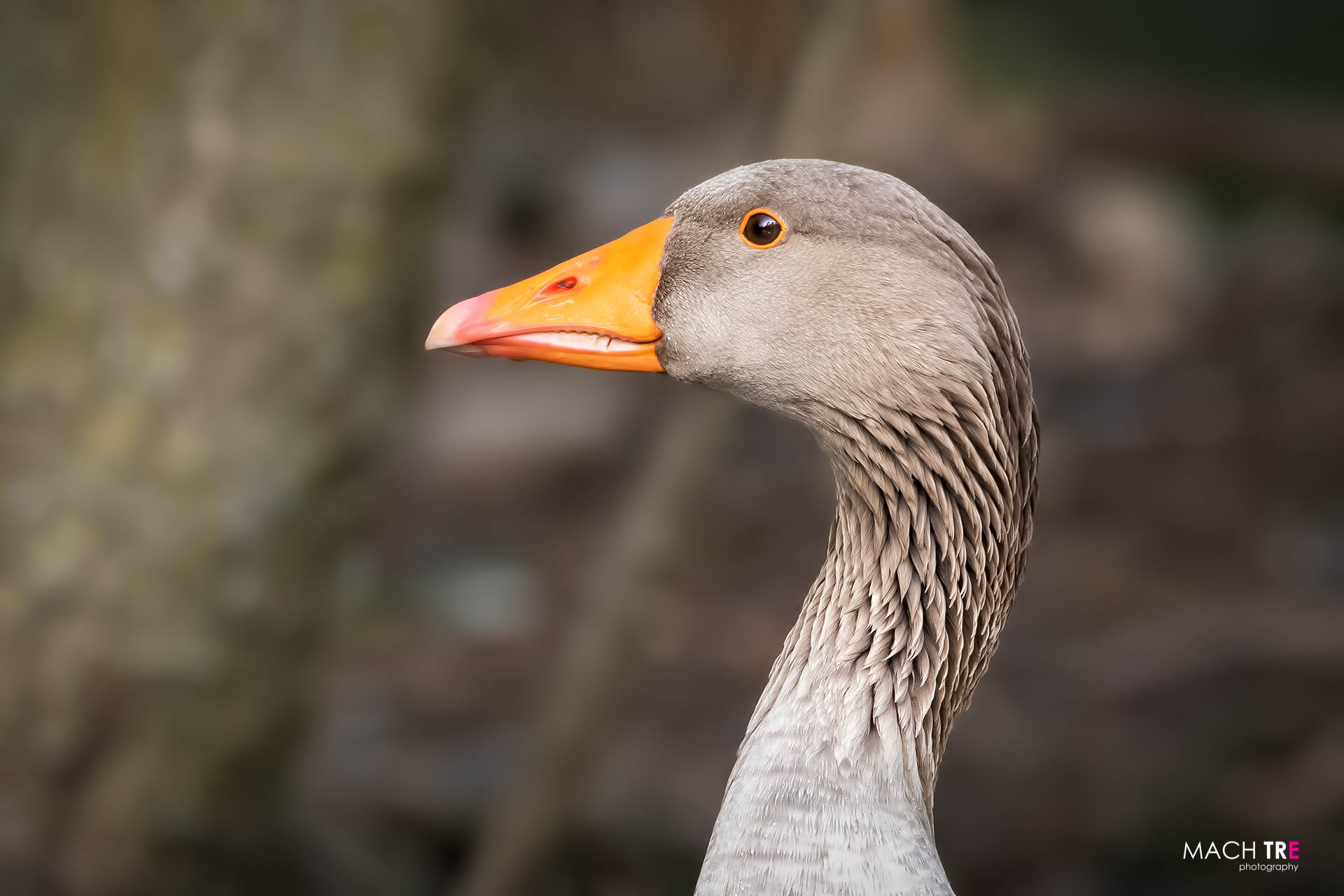 Wild Goose (Anser anser)