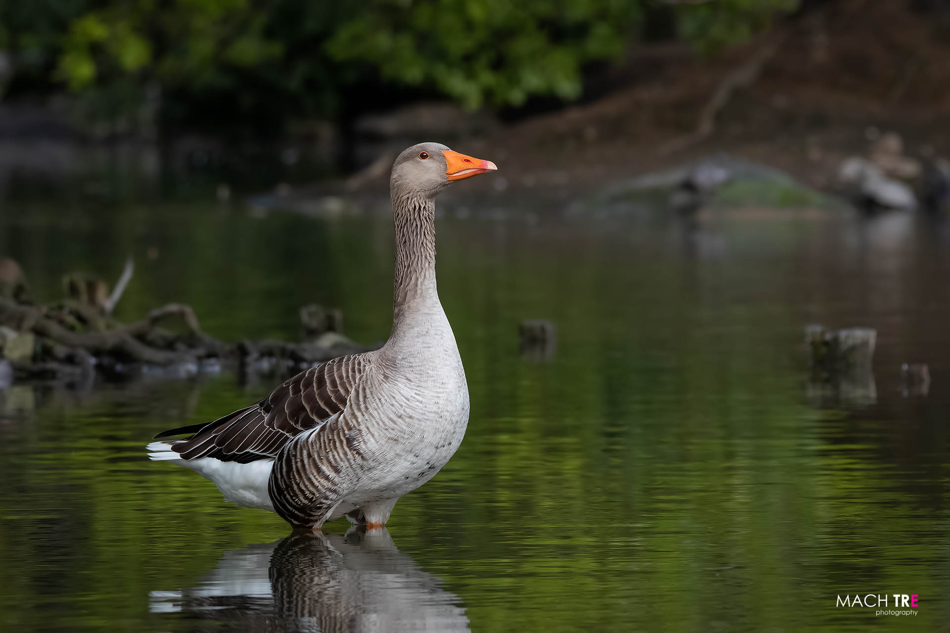 Wild Goose (Anser anser)