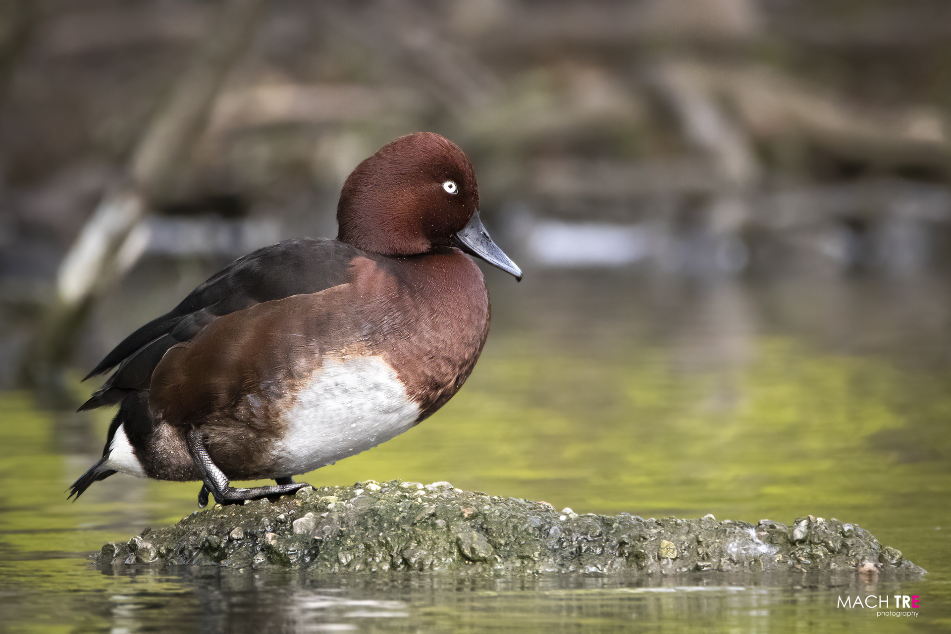 Moretta tabaccata (Aythya nyroca)