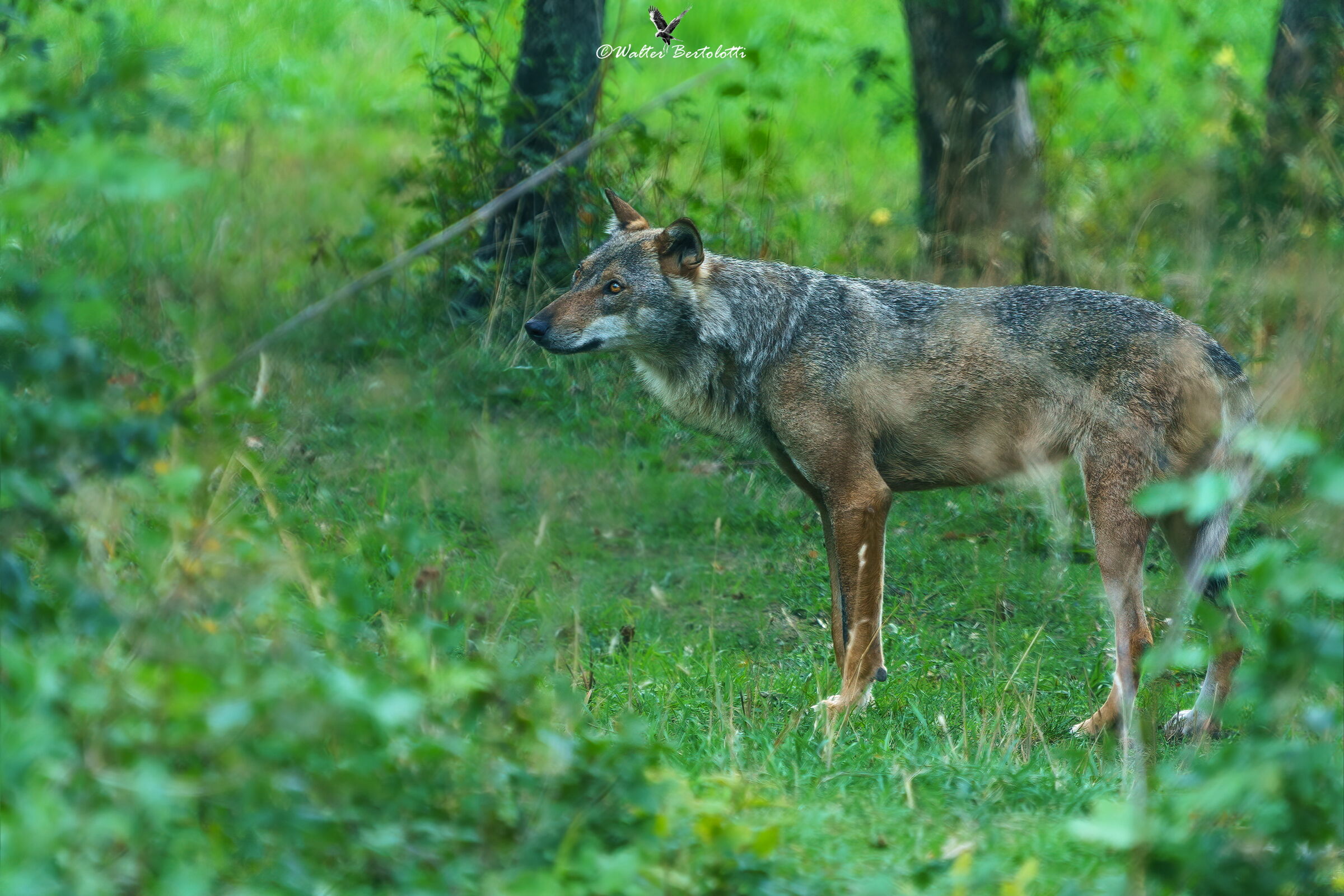 qualcosa attira la sua attenzione