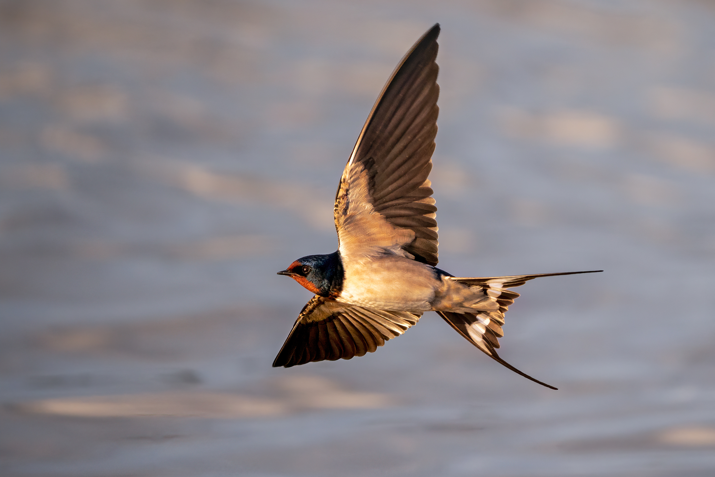 Domestic swallow