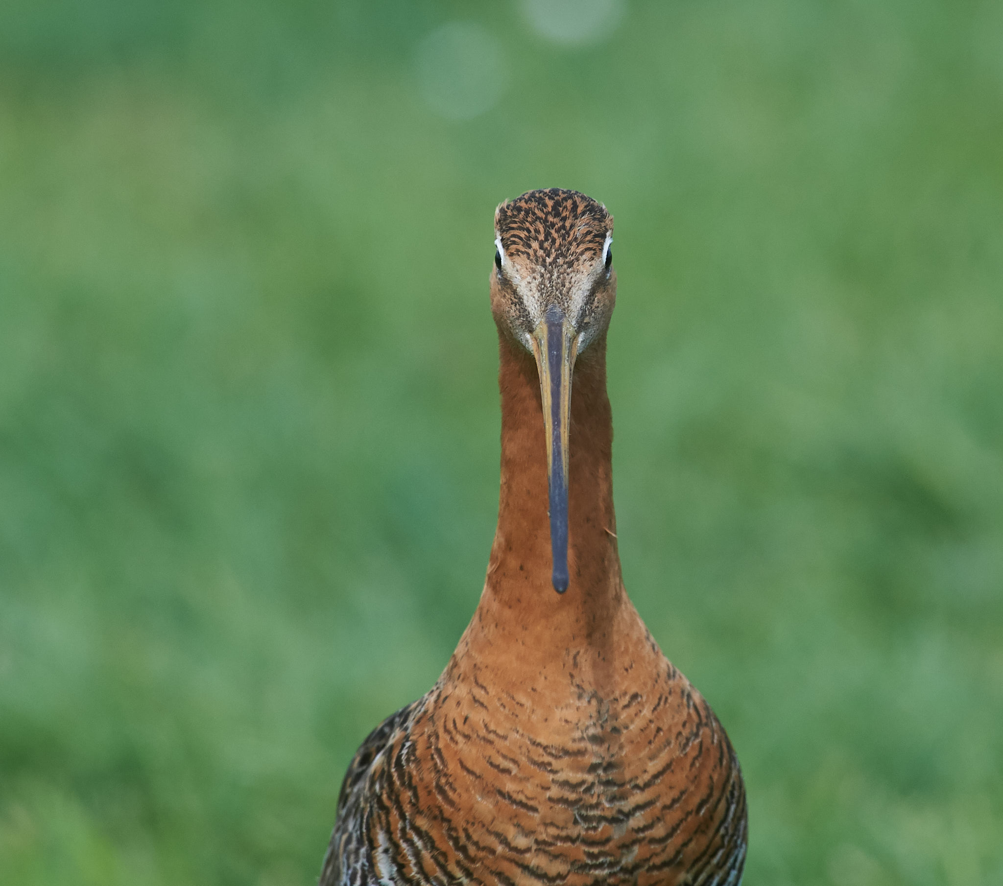Godwit dalla coda nera