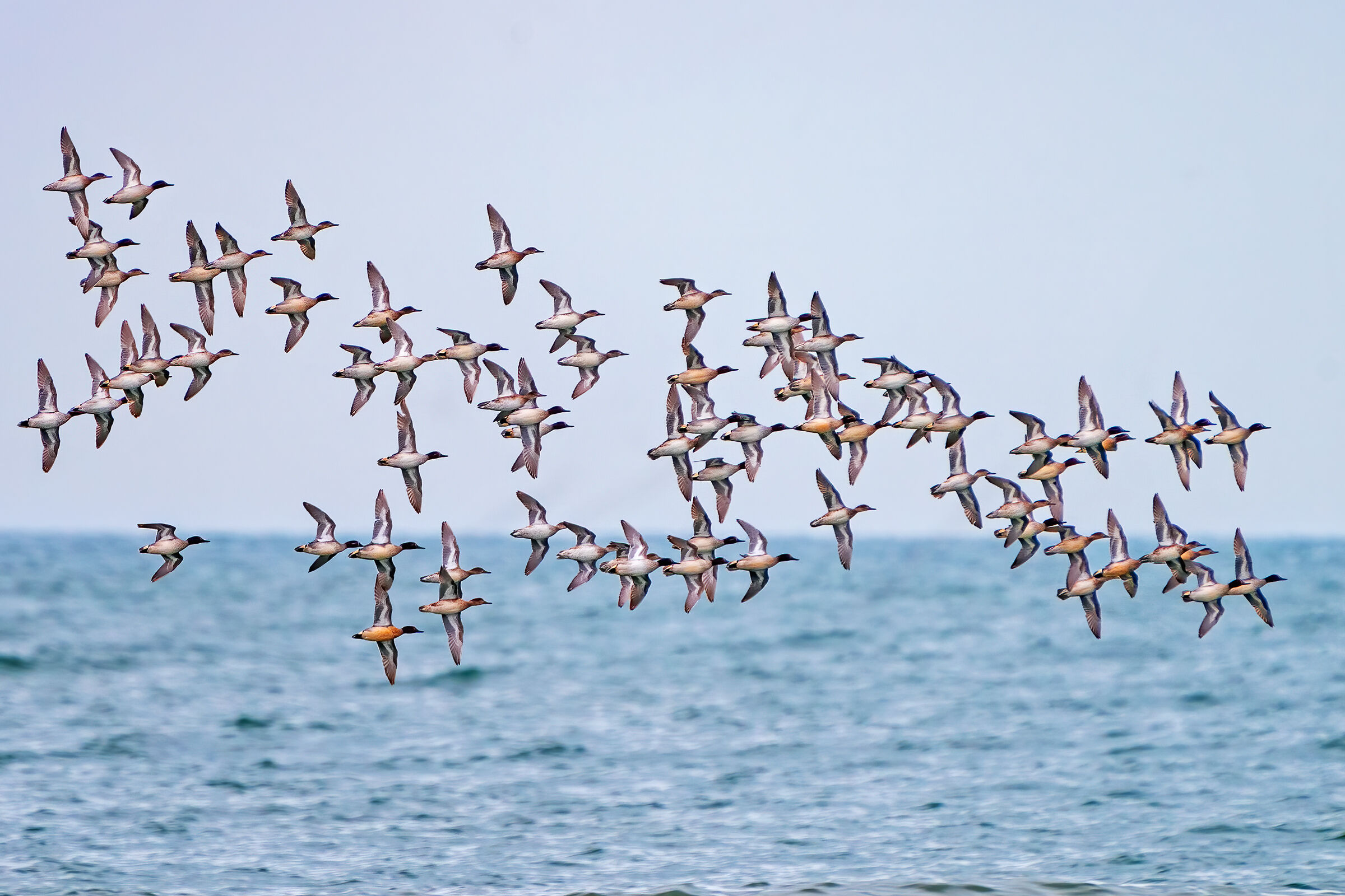 La migrazione delle alzavole