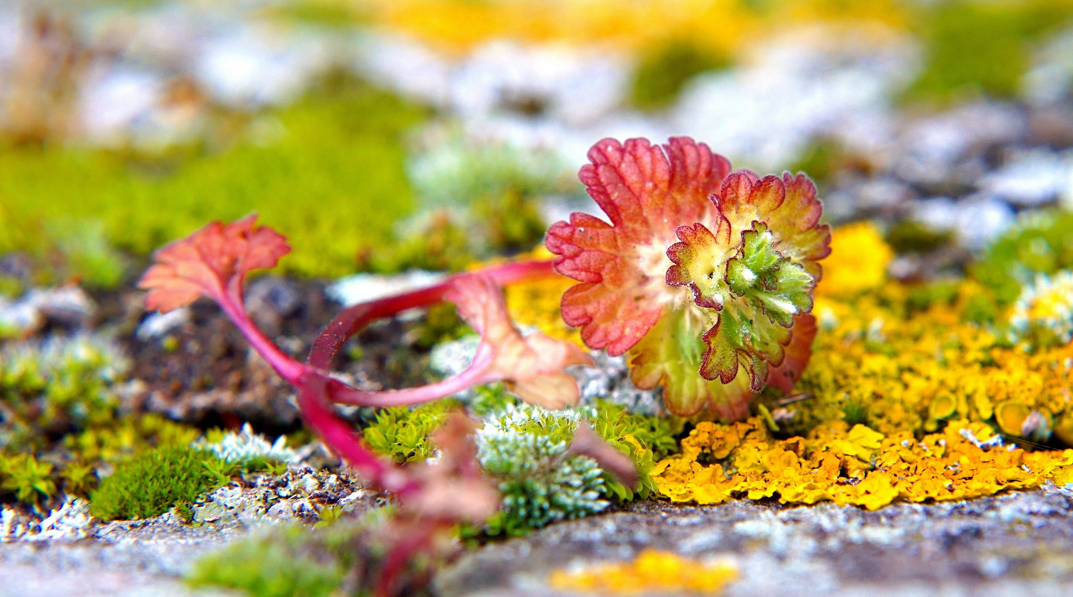 Segnali primaverili tra muschi e licheni